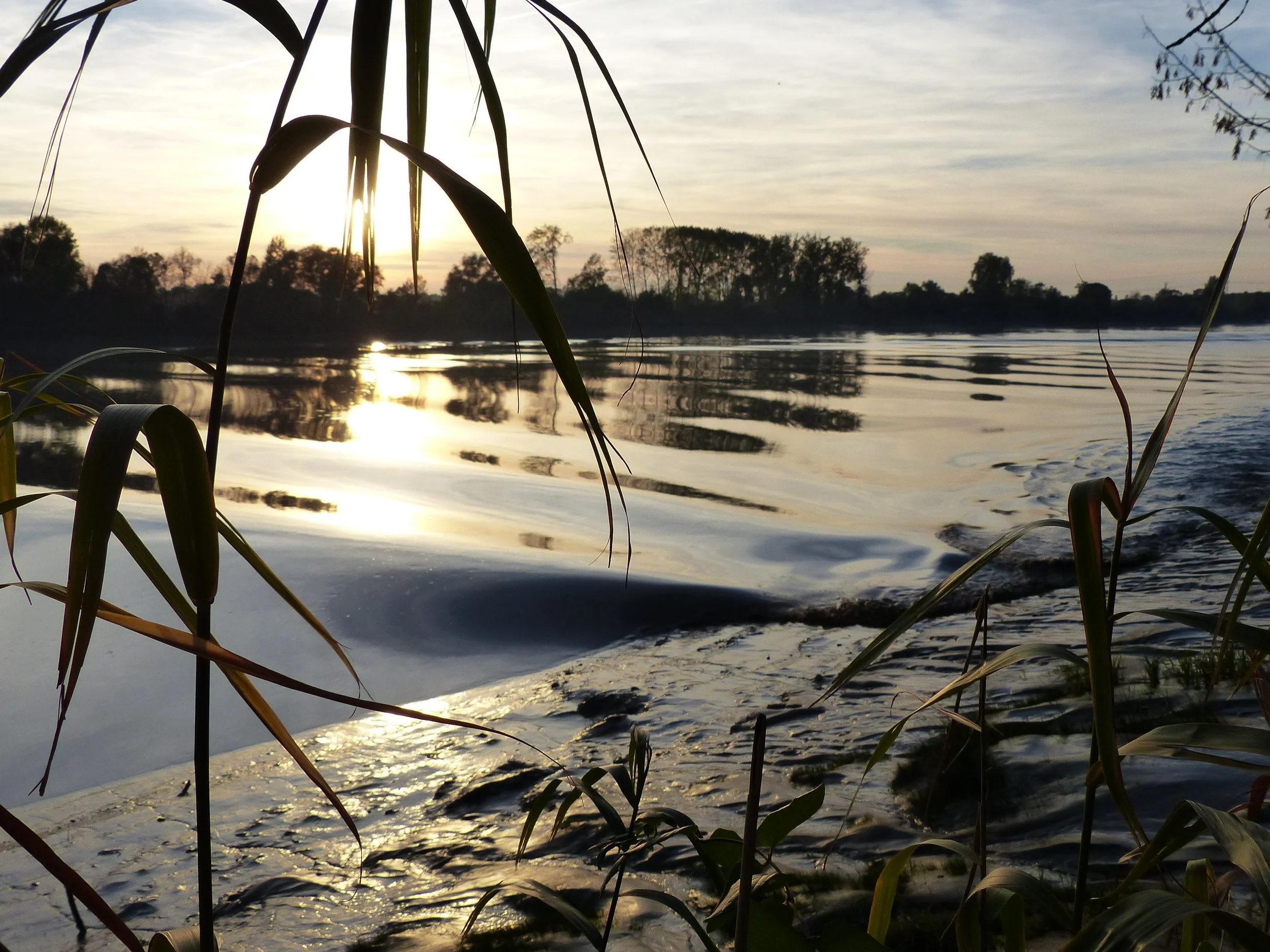 Coucher de soleil sur une rivière, avec des feuilles de végétation au premier plan et des arbres en arrière-plan.