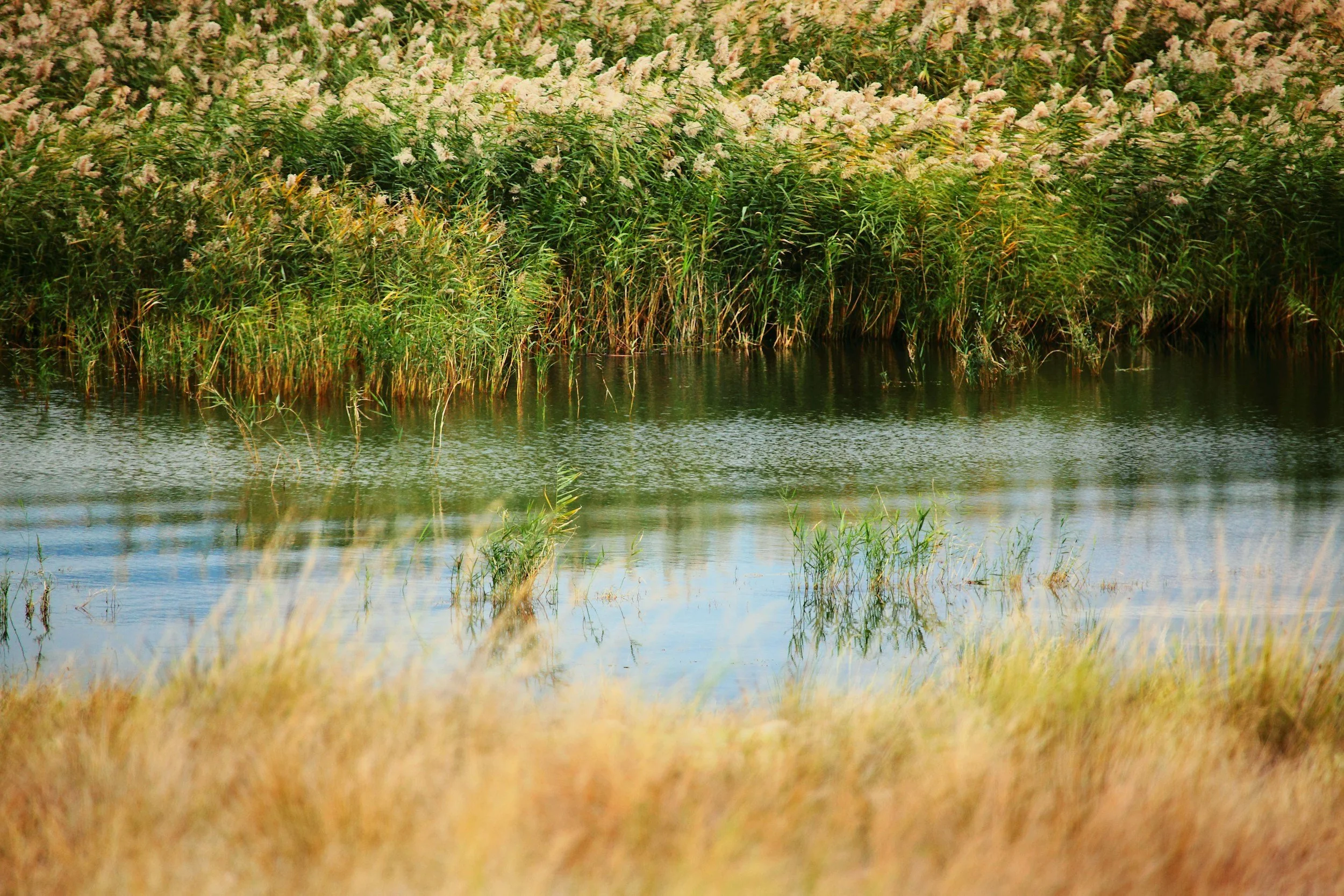 Radar sensors in hydrology are advanced, non-contact instruments used primarily for measuring water surface levels (stage), surface velocity, and calculating discharge in rivers, streams, lakes, and reservoirs.