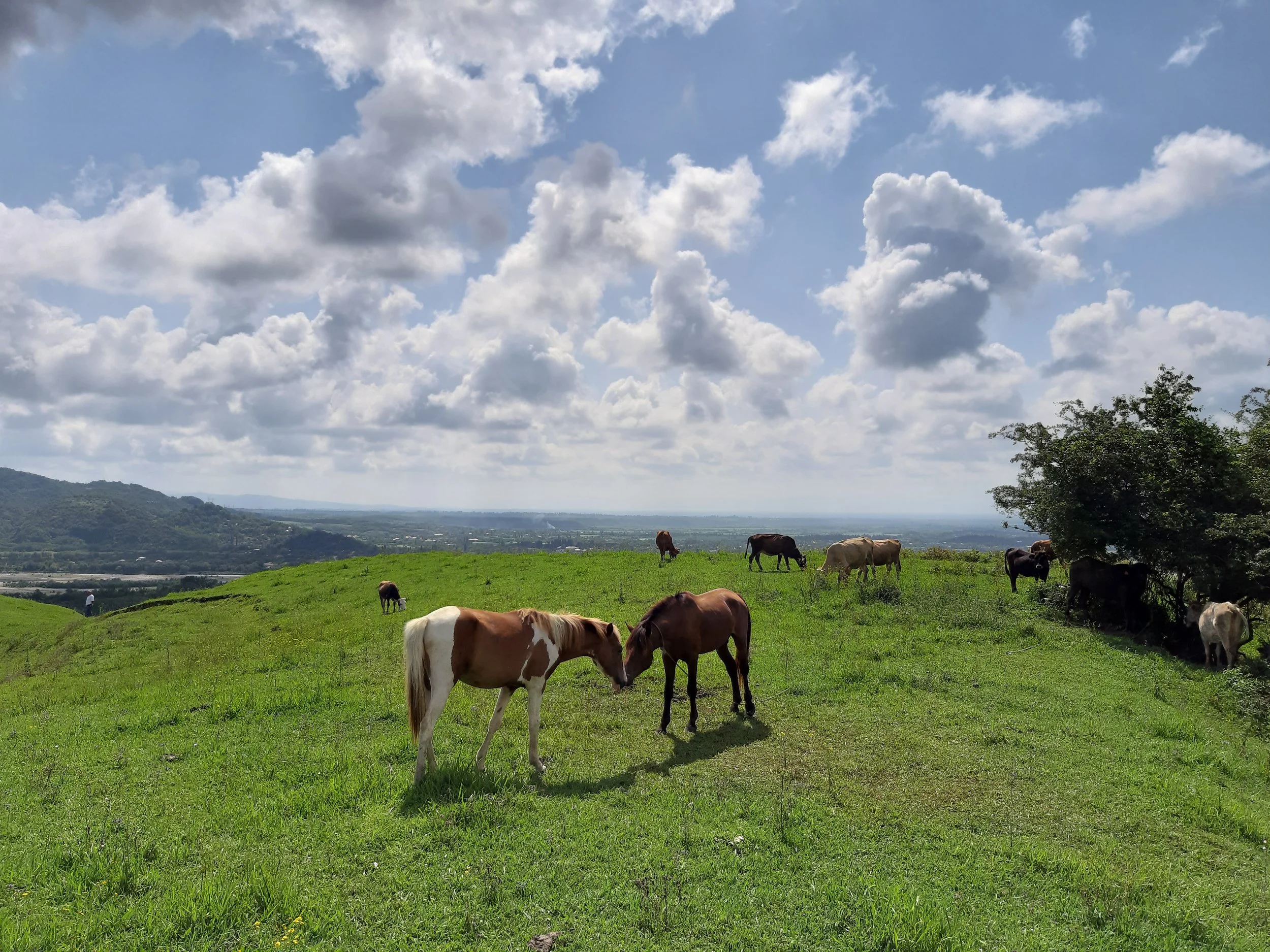 Grazing horses on a lush green hillside with a view of a distant valley under a partly cloudy sky.