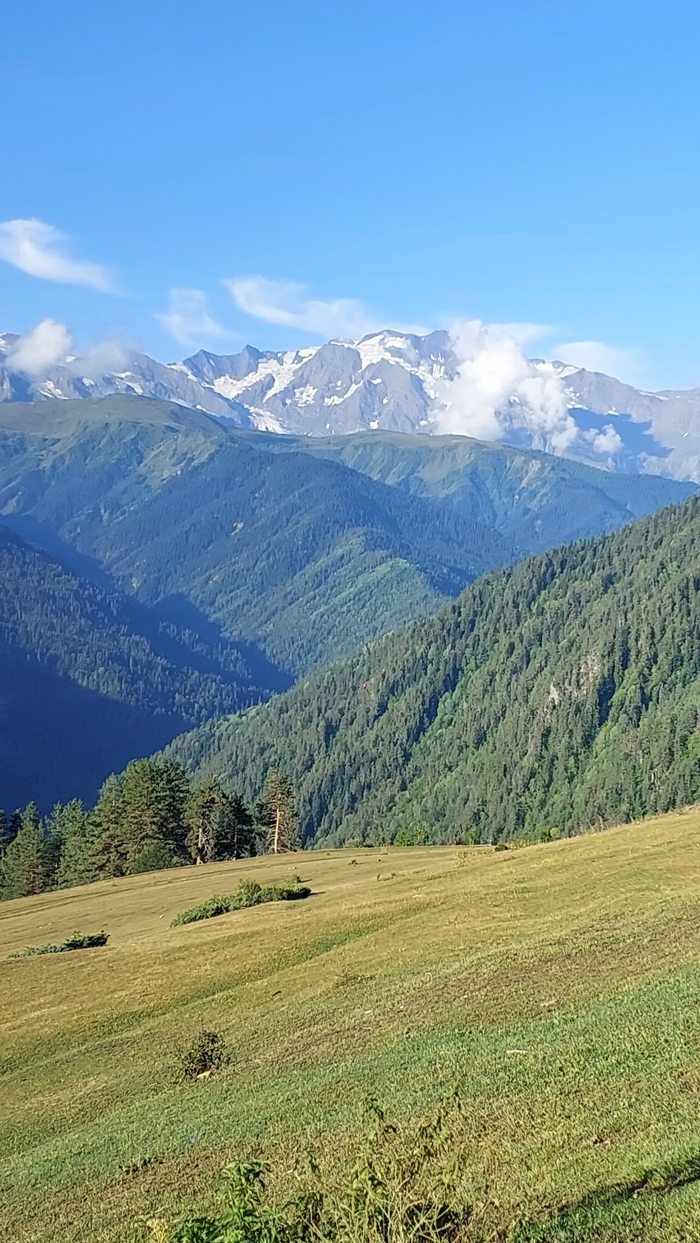Scenic view of green rolling hills leading to densely forested mountains, with snow-capped peaks and a clear blue sky in the background.