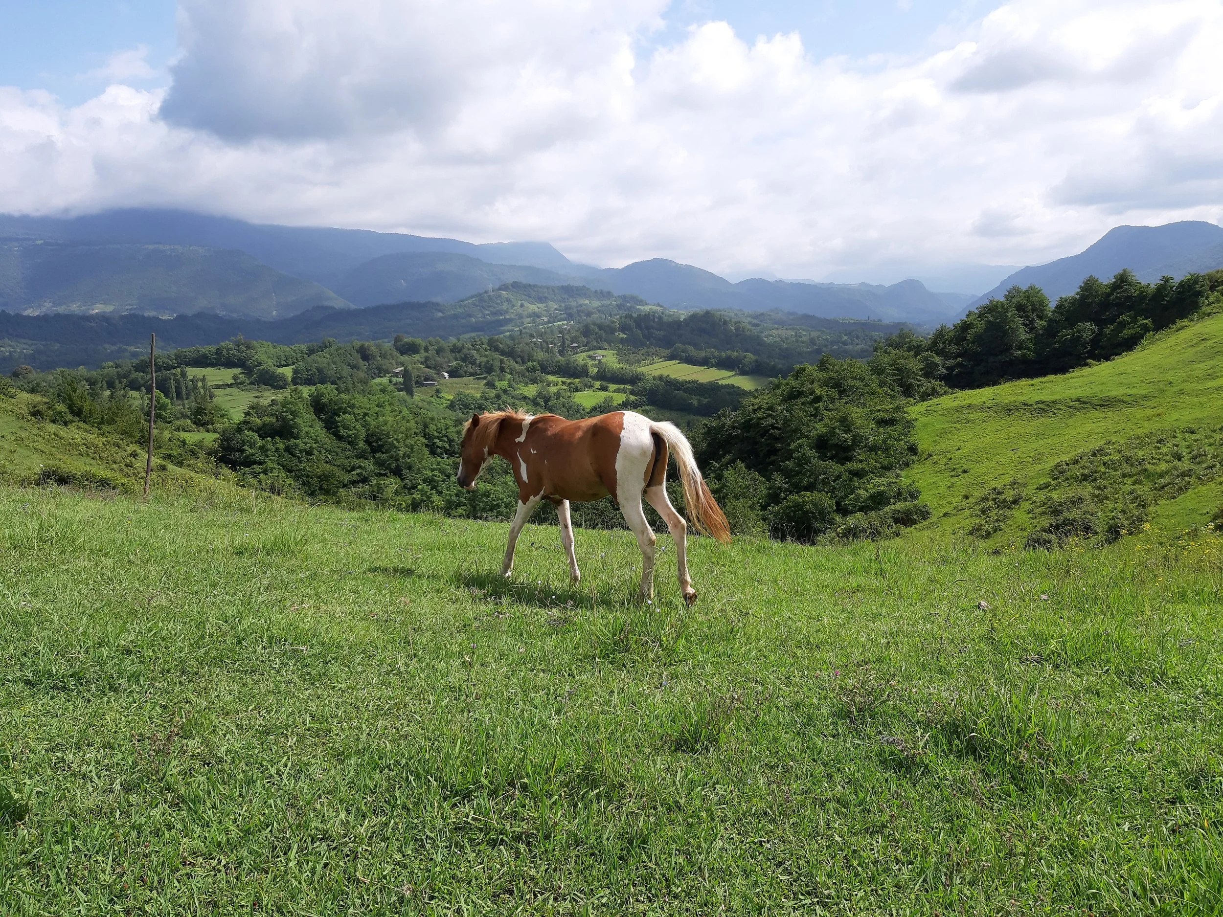 A brown and white horse grazing on green grass in a lush valley with mountains in the background and a cloudy sky.