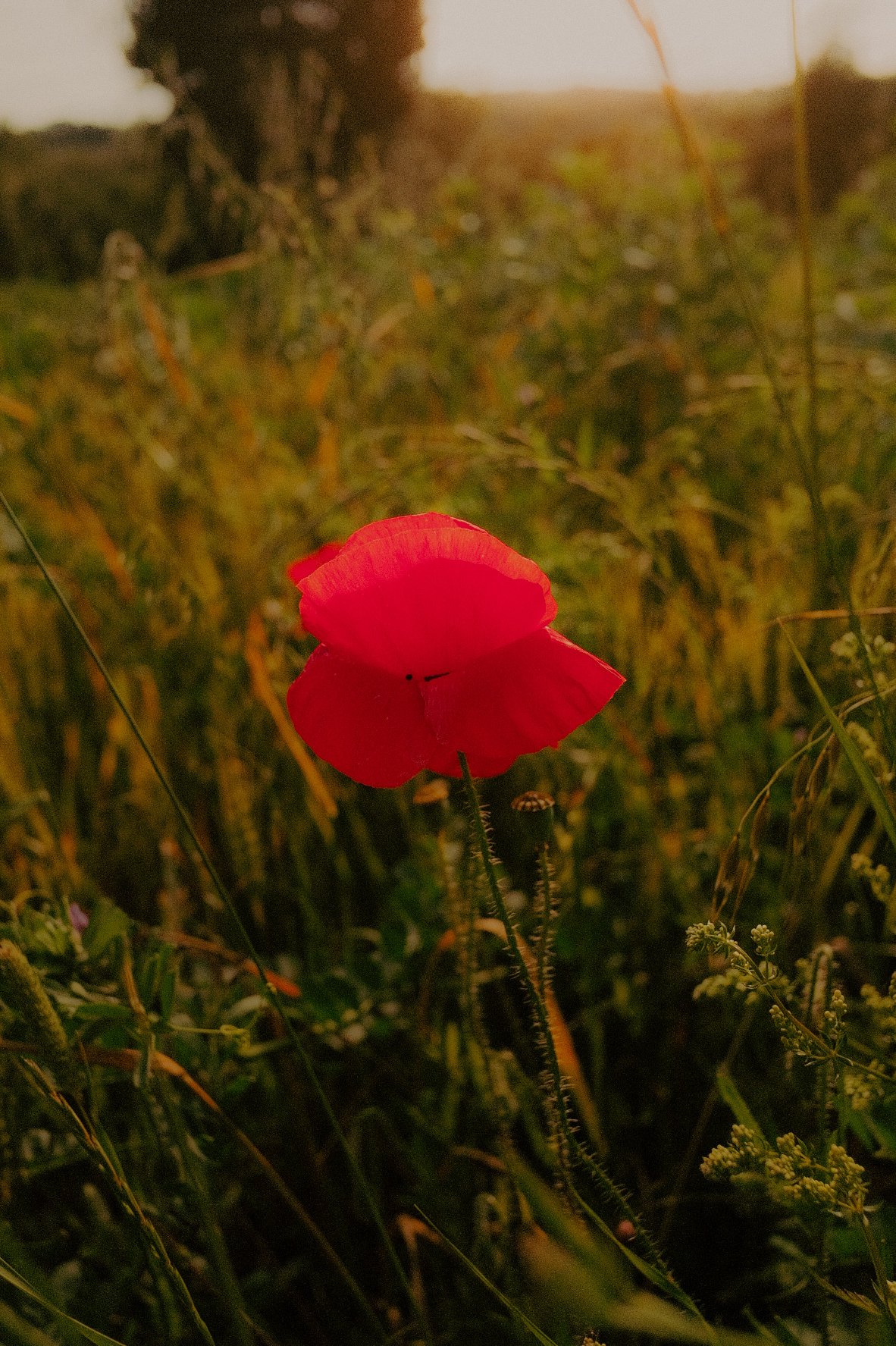 Une fleur rouge dans un champ avec un arbre en arrière-plan, au coucher du soleil.