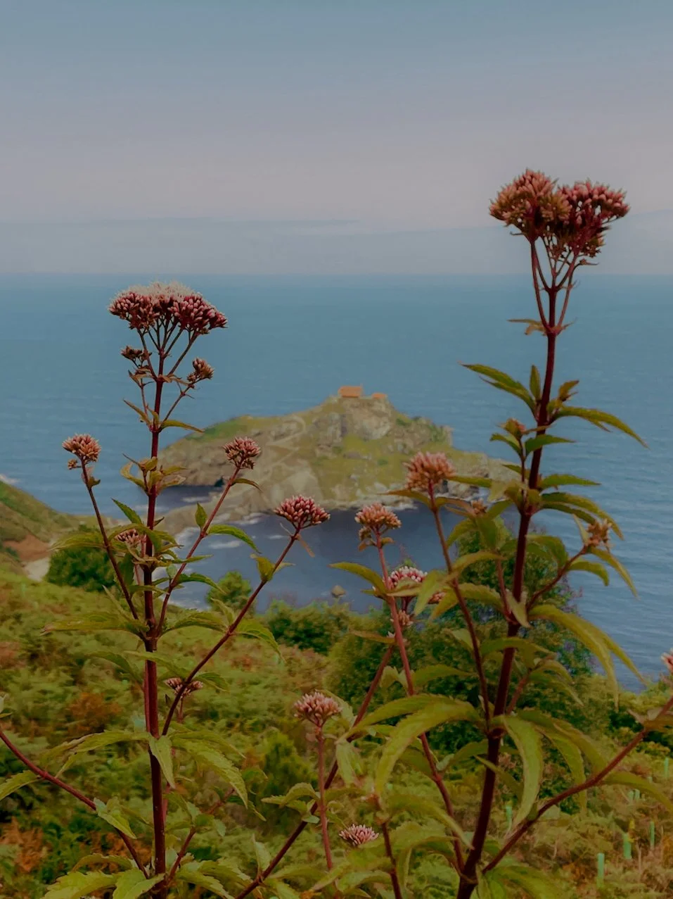Fleurs roses et vertes en premier plan, avec une île rocheuse au centre de l'image et l'océan en arrière-plan.