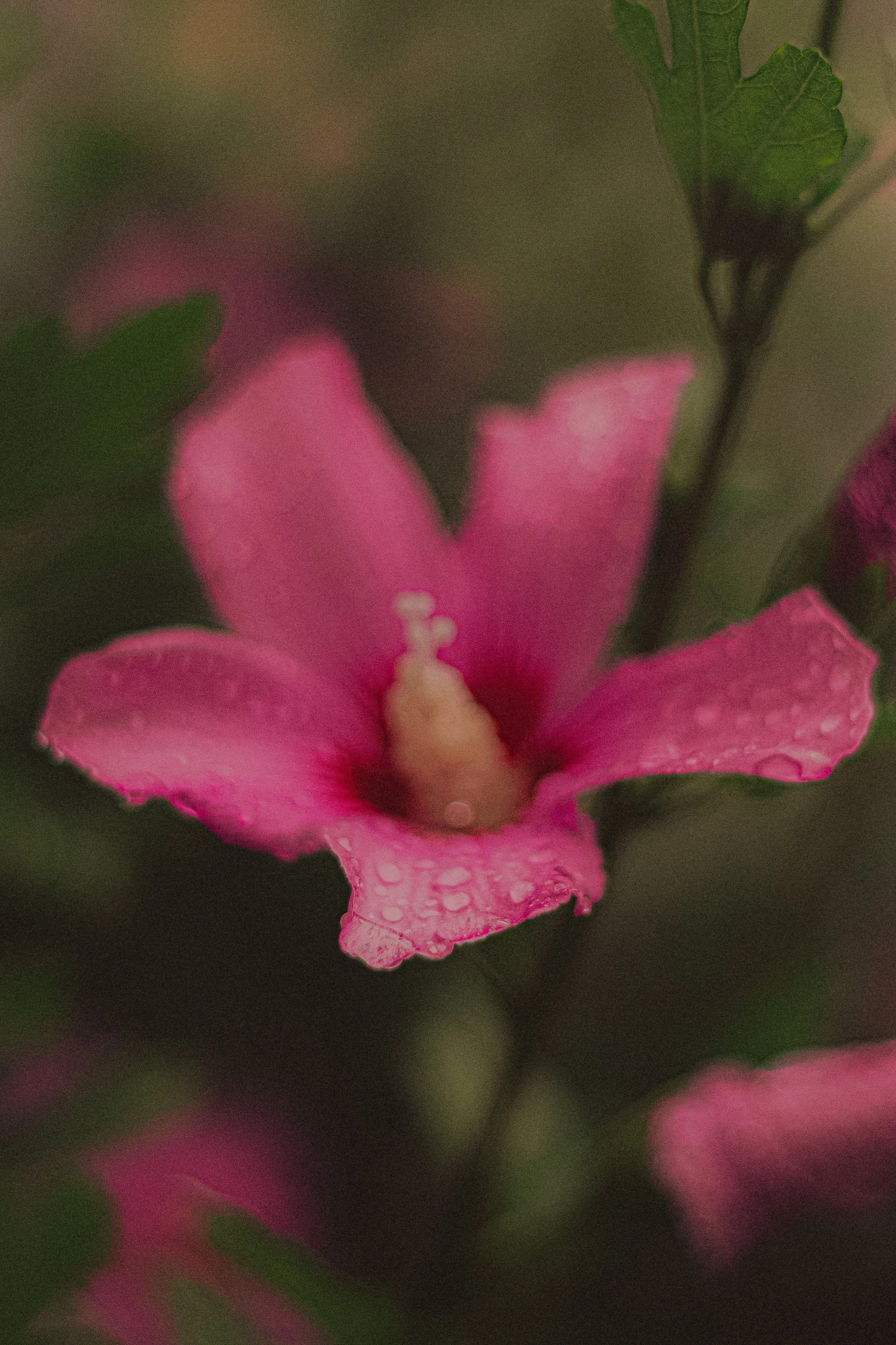 Fleur rose avec des gouttes d'eau sur les pétales, floue en arrière-plan.