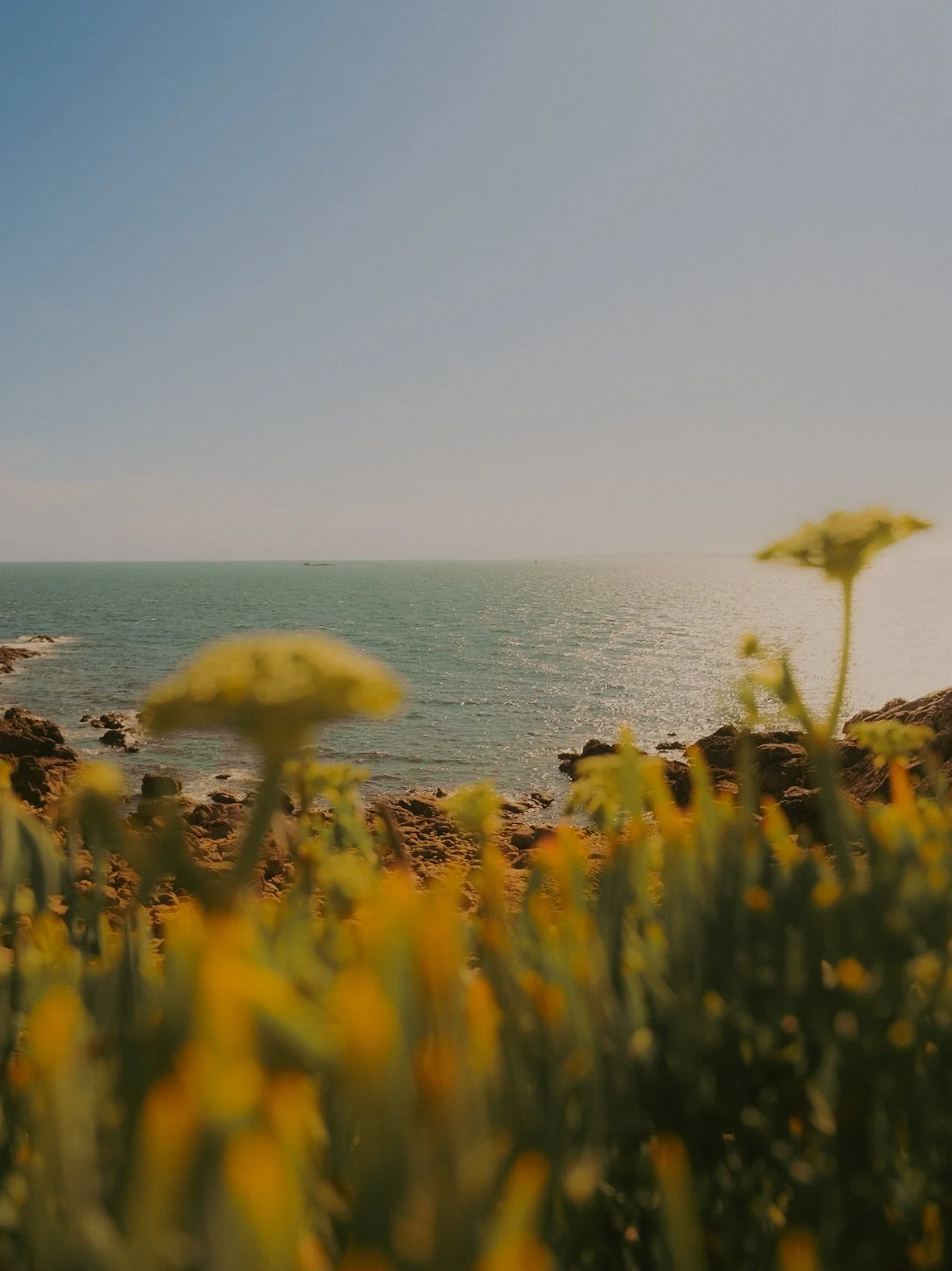 Plage avec des fleurs jaunes au premier plan, rochers, mer et ciel clair en arrière-plan.