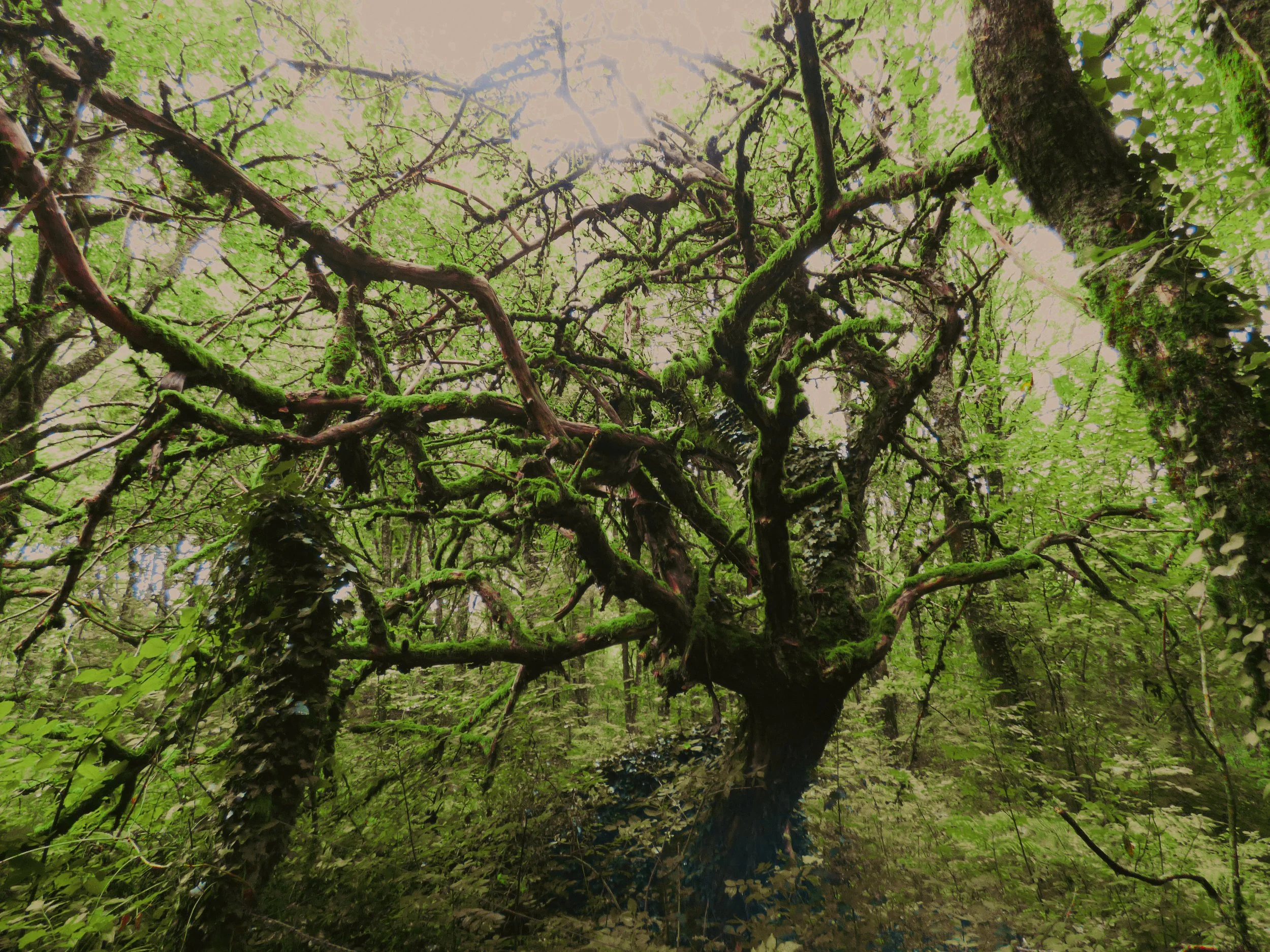 Un arbre ancien avec des branches torsadées recouvertes de mousse dans une forêt verte dense sous la lumière du soleil.