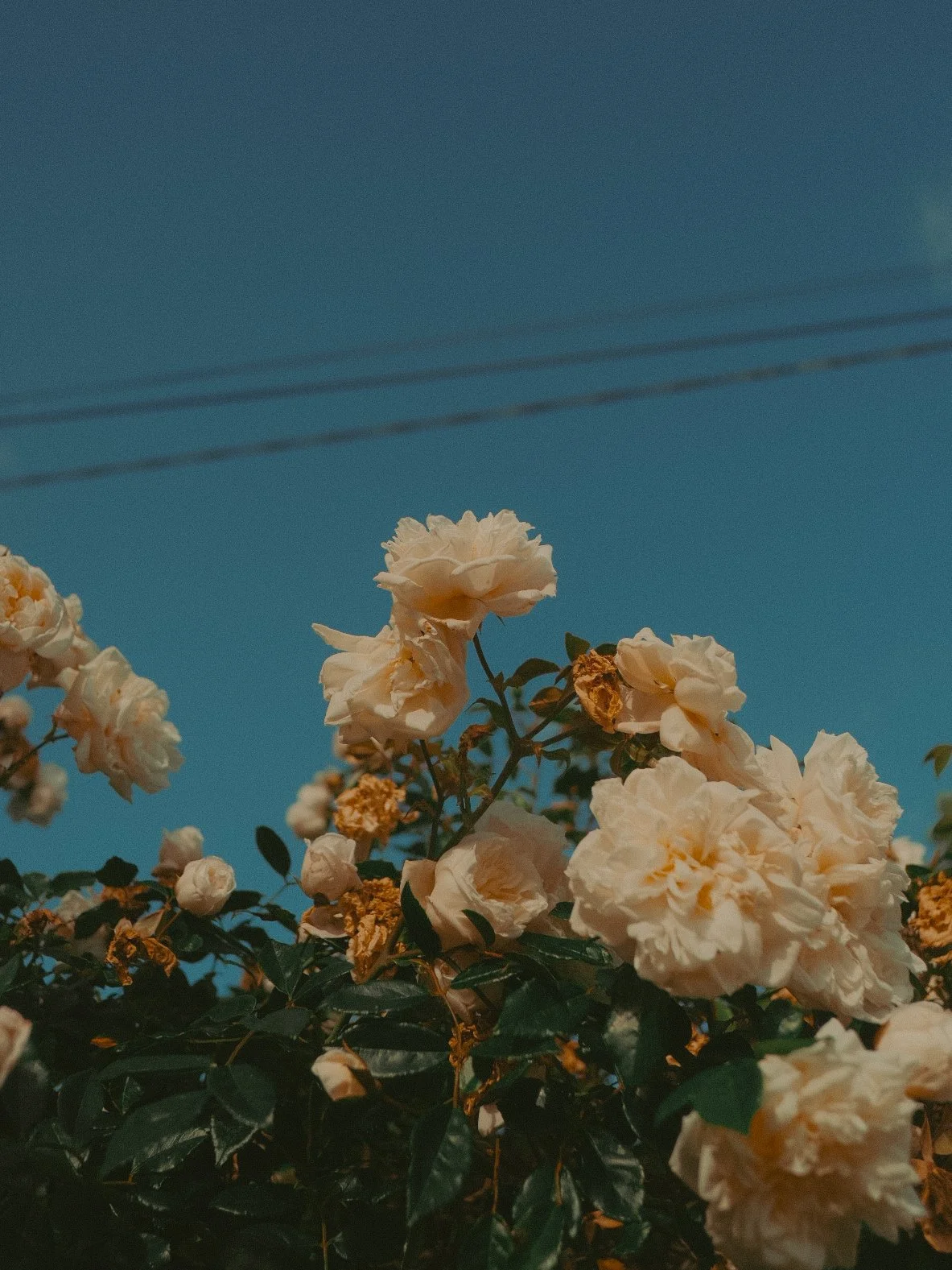 Fleurs blanches ou crème sur une plante avec un ciel bleu en arrière-plan