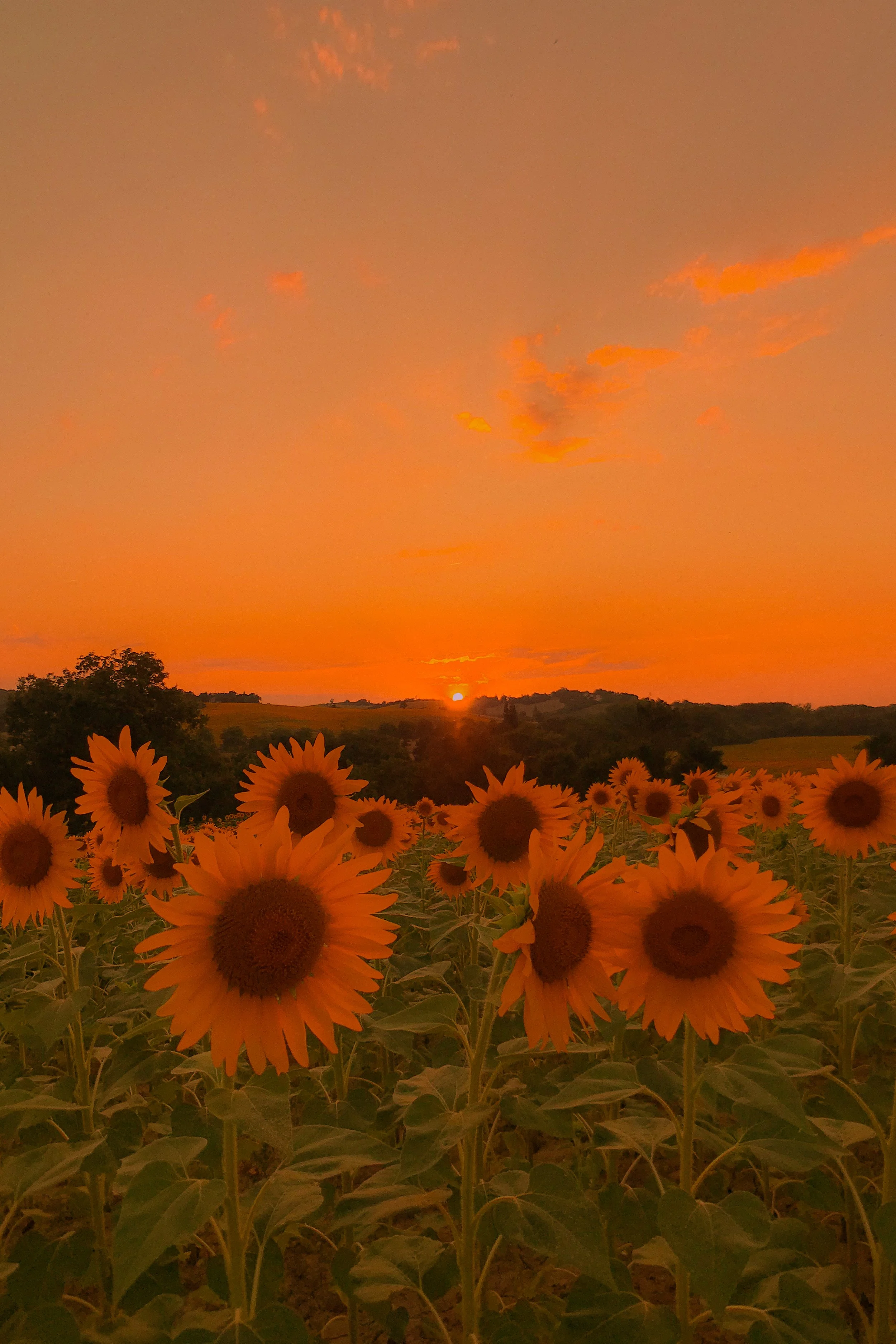 Champ de tournesols face au coucher de soleil avec un ciel orange