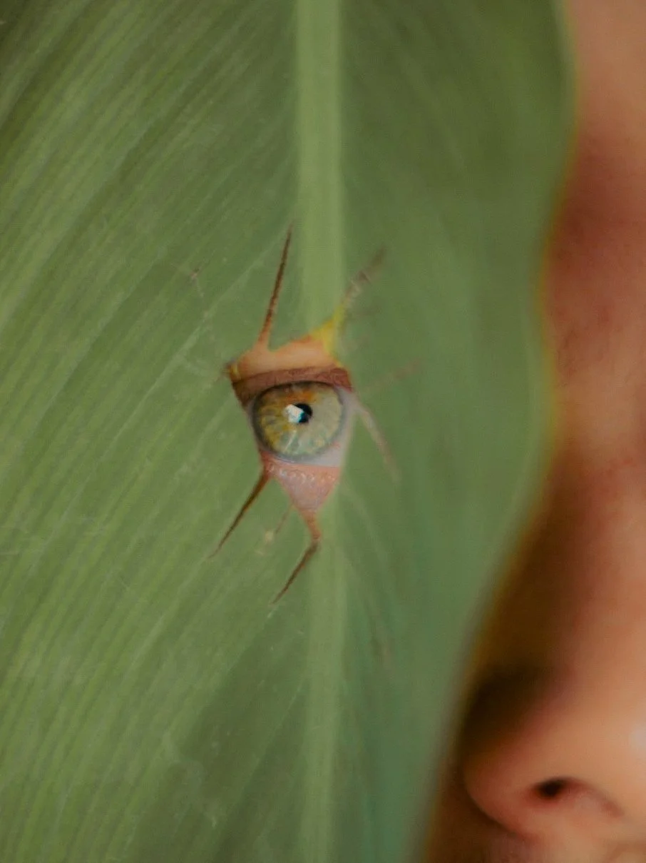 Un œil humain visible à travers une feuille verte