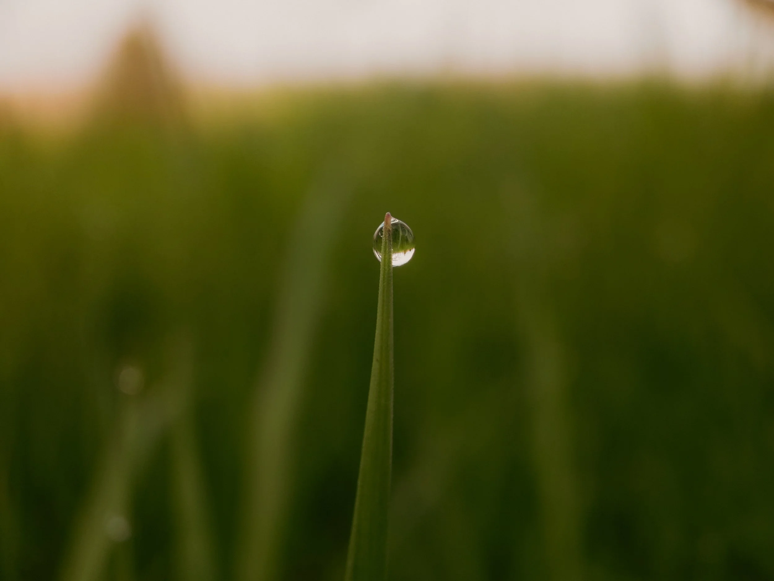 Goutte d'eau sur une fine herbe verte en gros plan