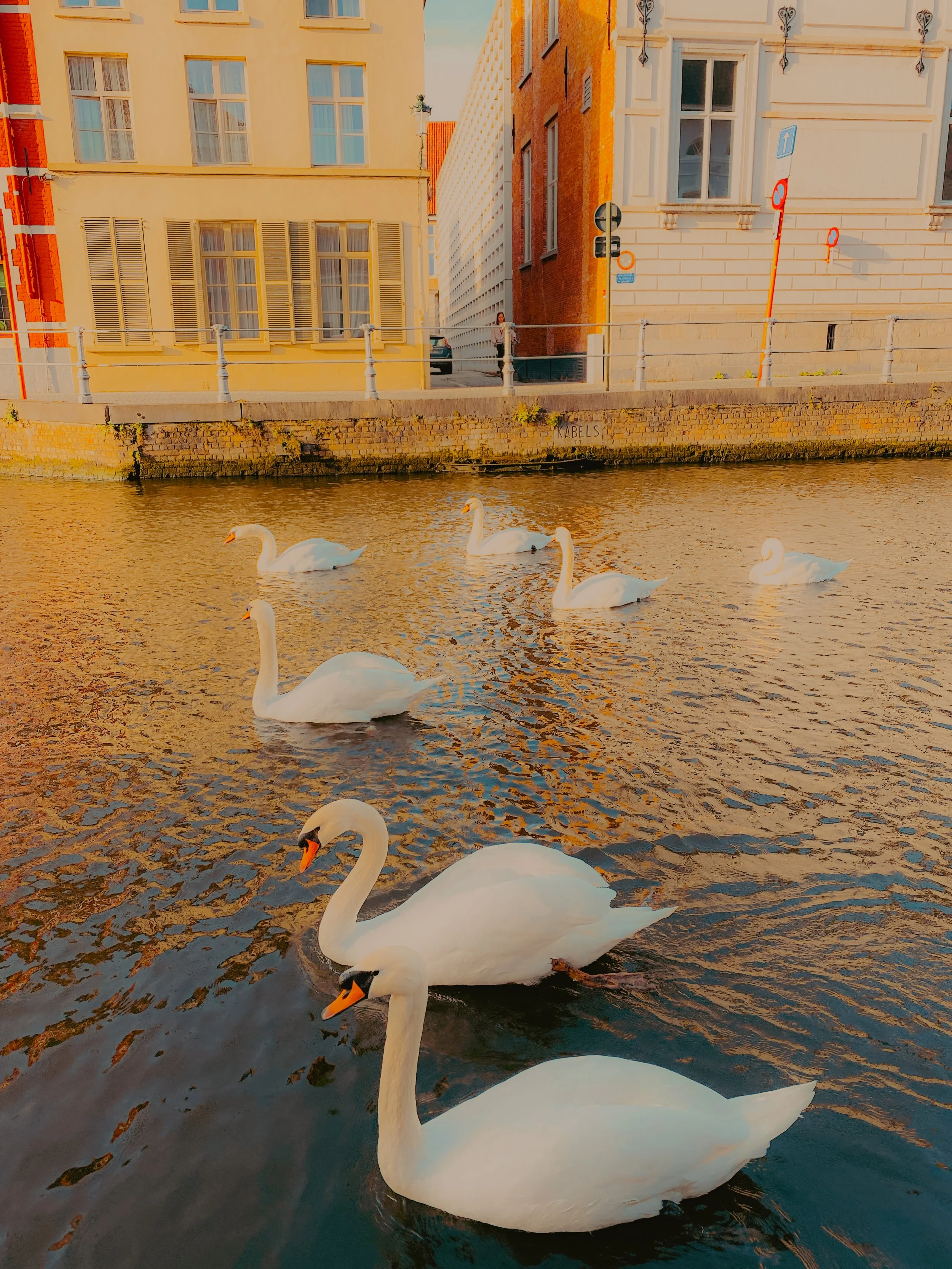 Cygnes blancs nageant dans une rivière urbaine avec des bâtiments colorés en arrière-plan, éclairés par la lumière du coucher de soleil.