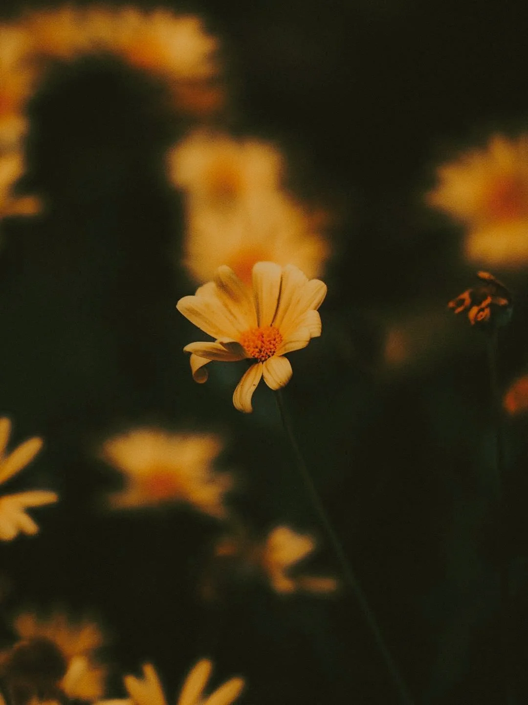 Une fleur beige avec un centre orange, flanquée d'autres fleurs floues en arrière-plan, sur un fond sombre.