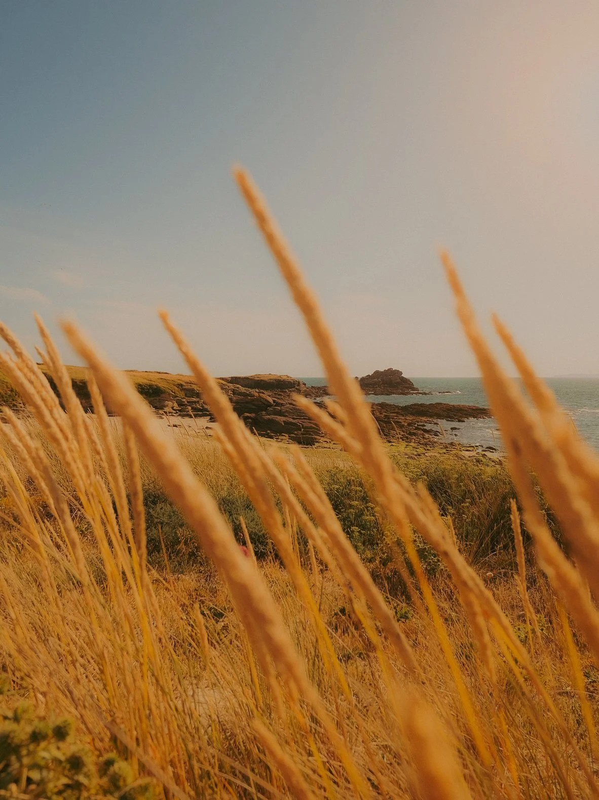 Herbe dorée sur une plage rocheuse avec la mer et un rocher en arrière-plan, ciel clair au soleil