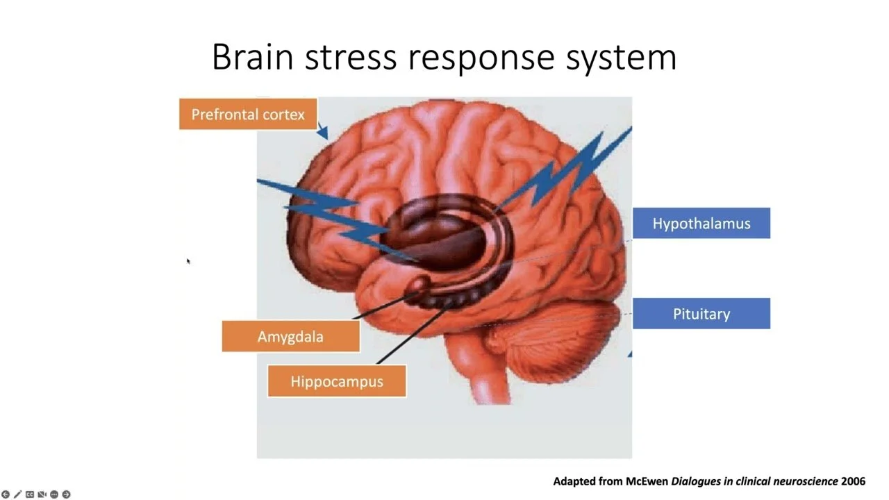 Image of stress neurobiology components - prefrontal cortex function decreases when body experiences sympathetic arousal which makes clear thinking harder - psychology - becoming on point