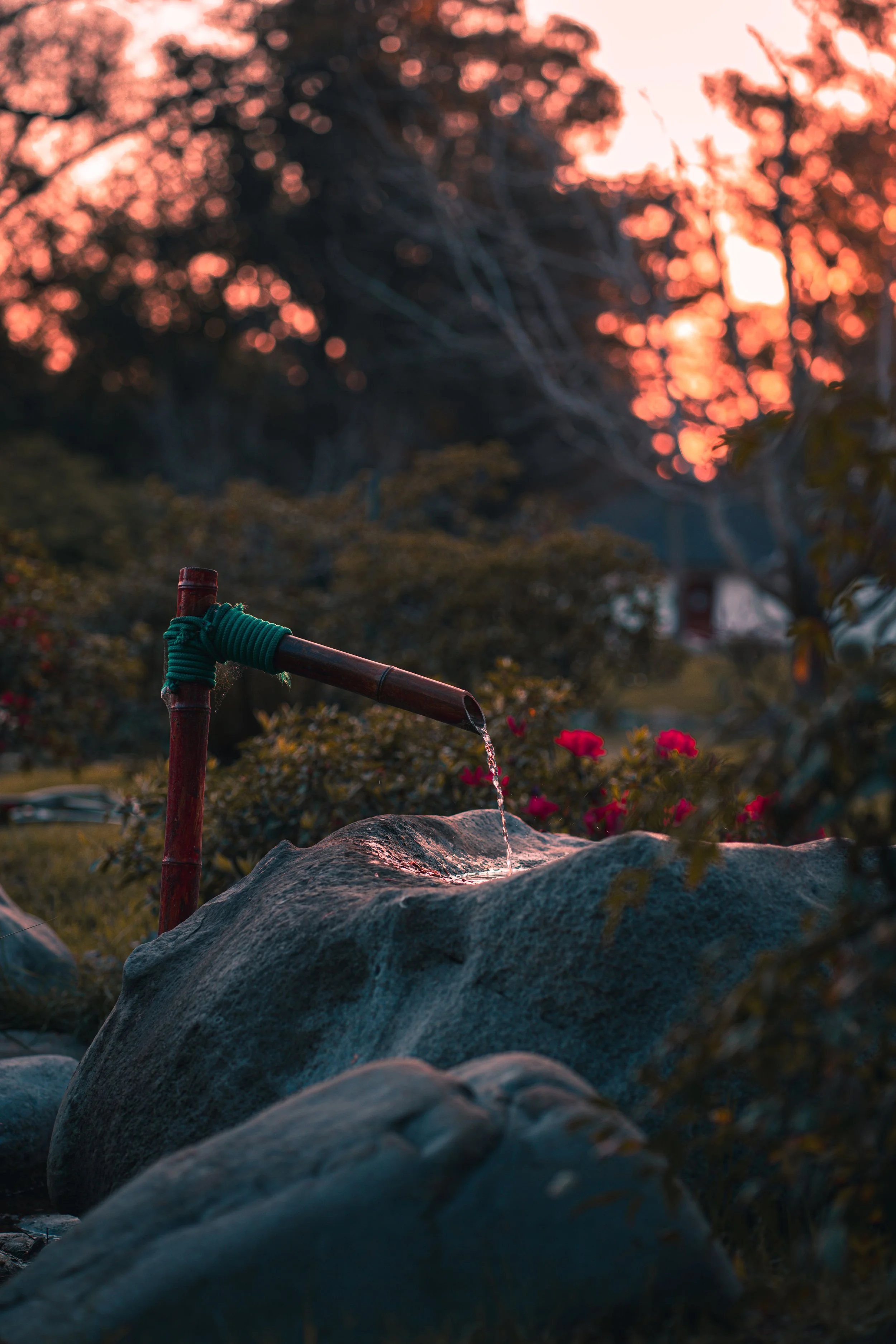 water trickling out of bamboo tap in gaden with sun setting in the background amidst twigs and trees