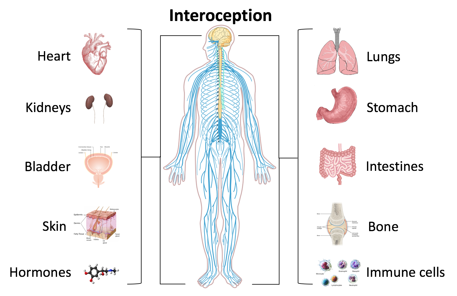 interoception diagram of body and bodily sensations including breathing and feelings of hunger and fulness