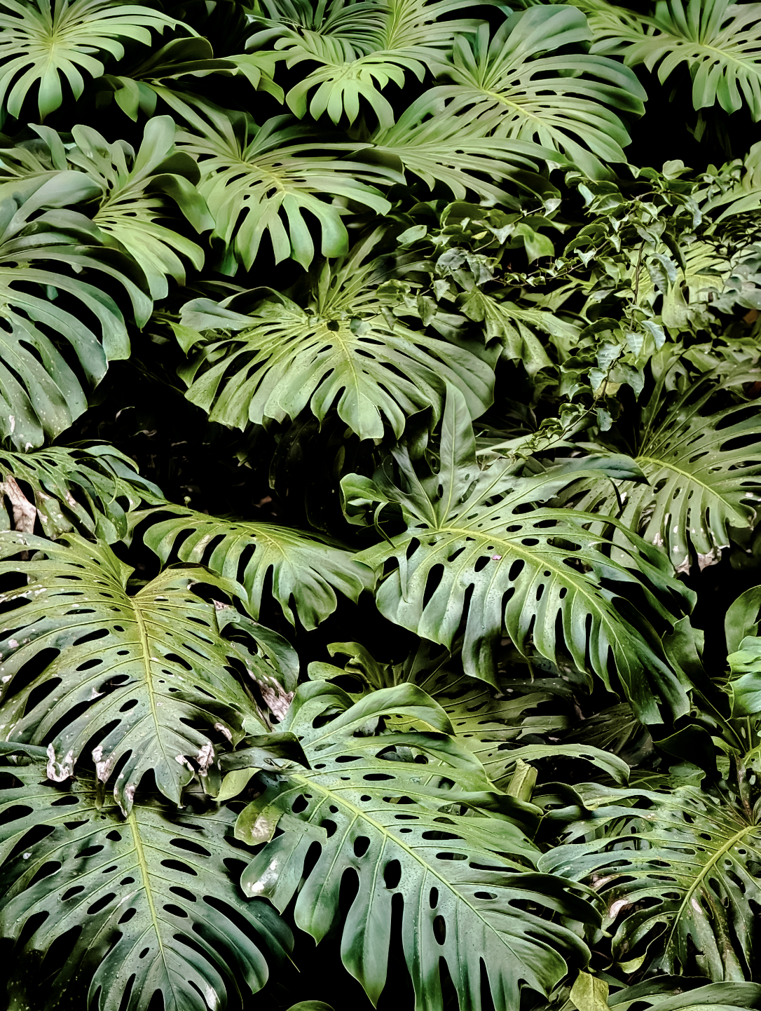 Invisible Growth