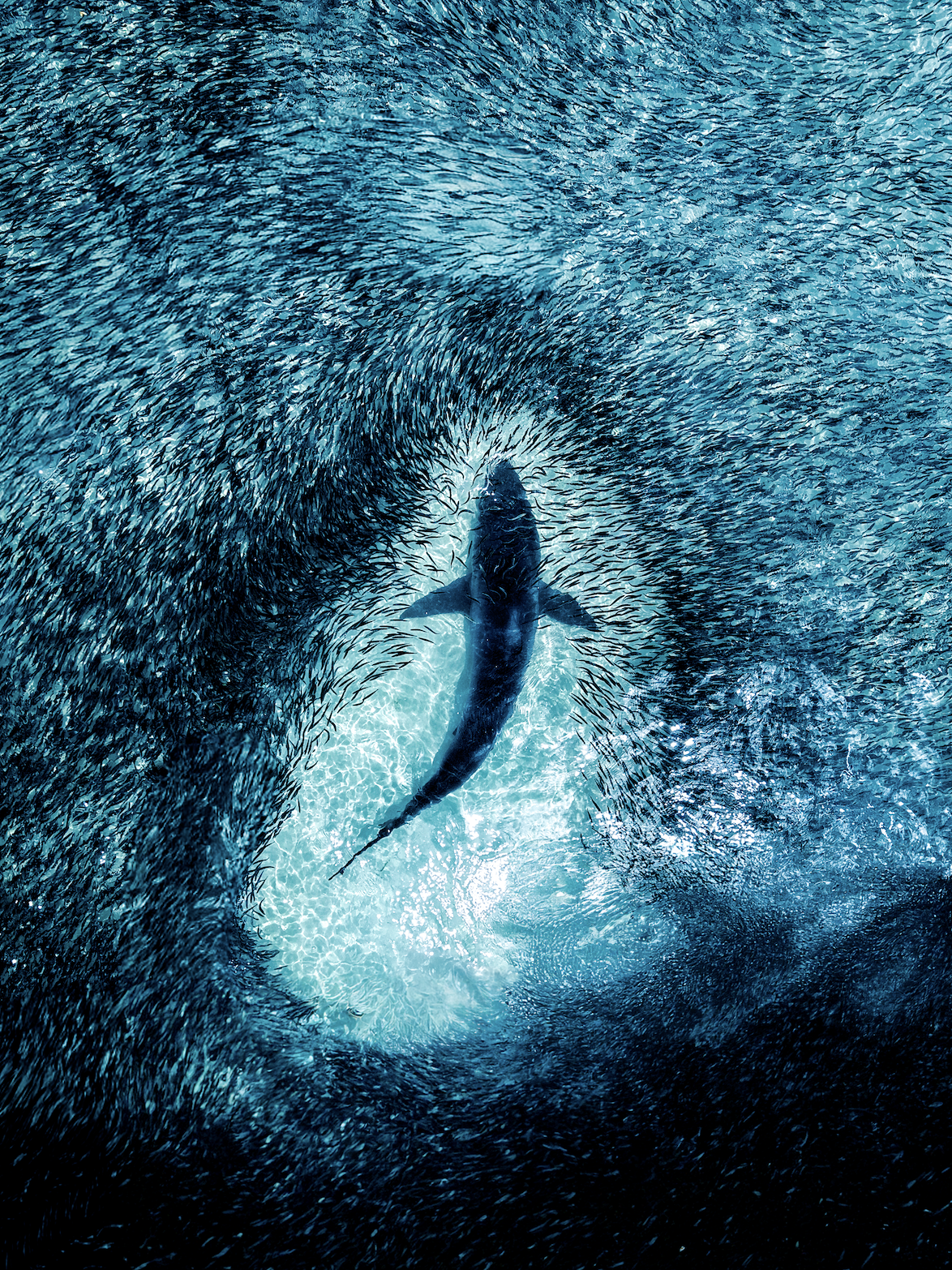 Stillness in the Swarm