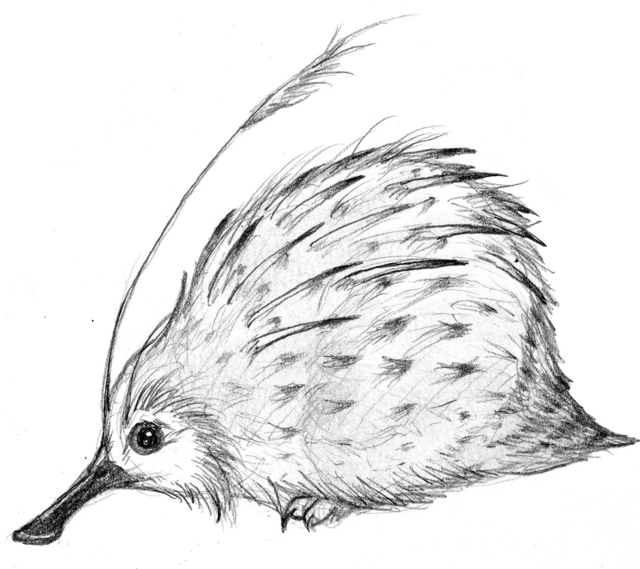 Haggis
