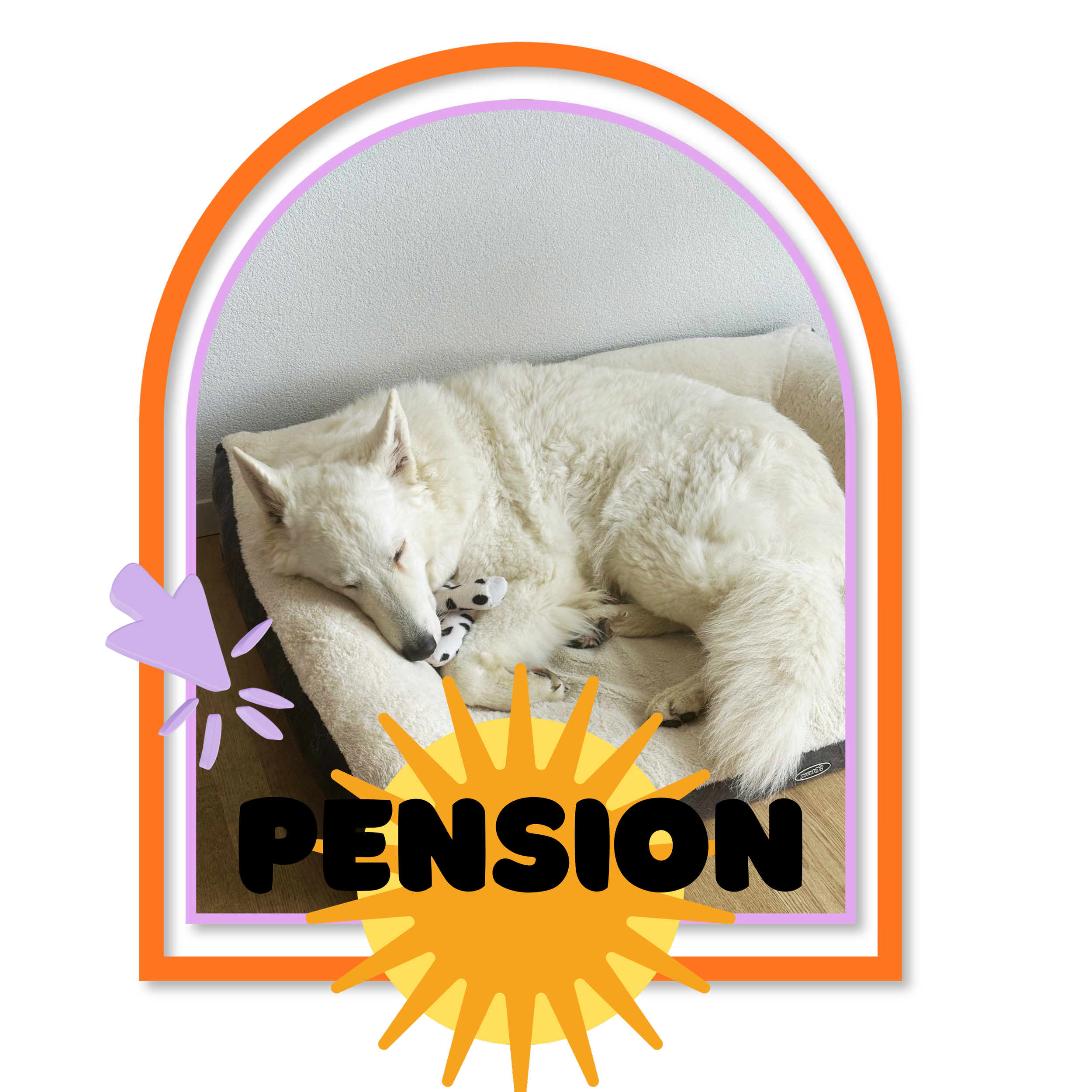 Pension chien