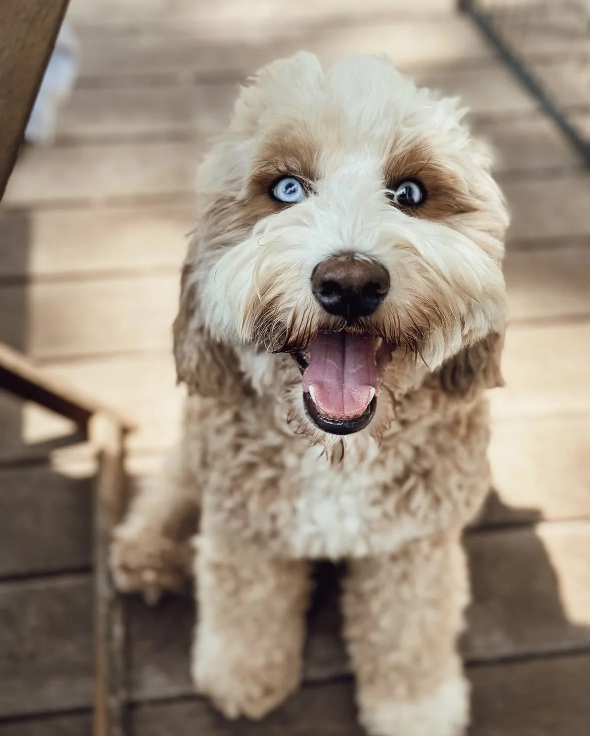 Garderie chien doodle