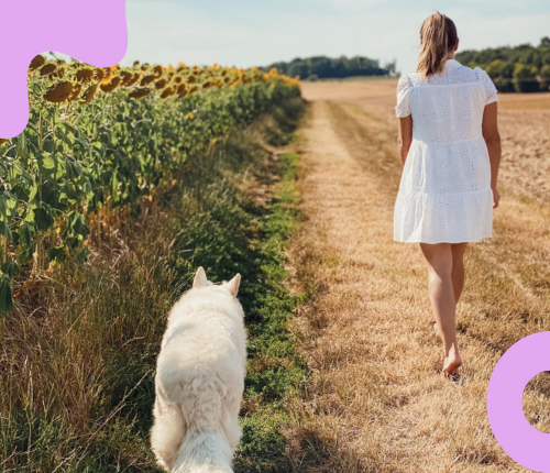 Une femme en robe blanche marche dans un champ avec un chien blanc, sous un ciel bleu avec des champs de tournesols à gauche.