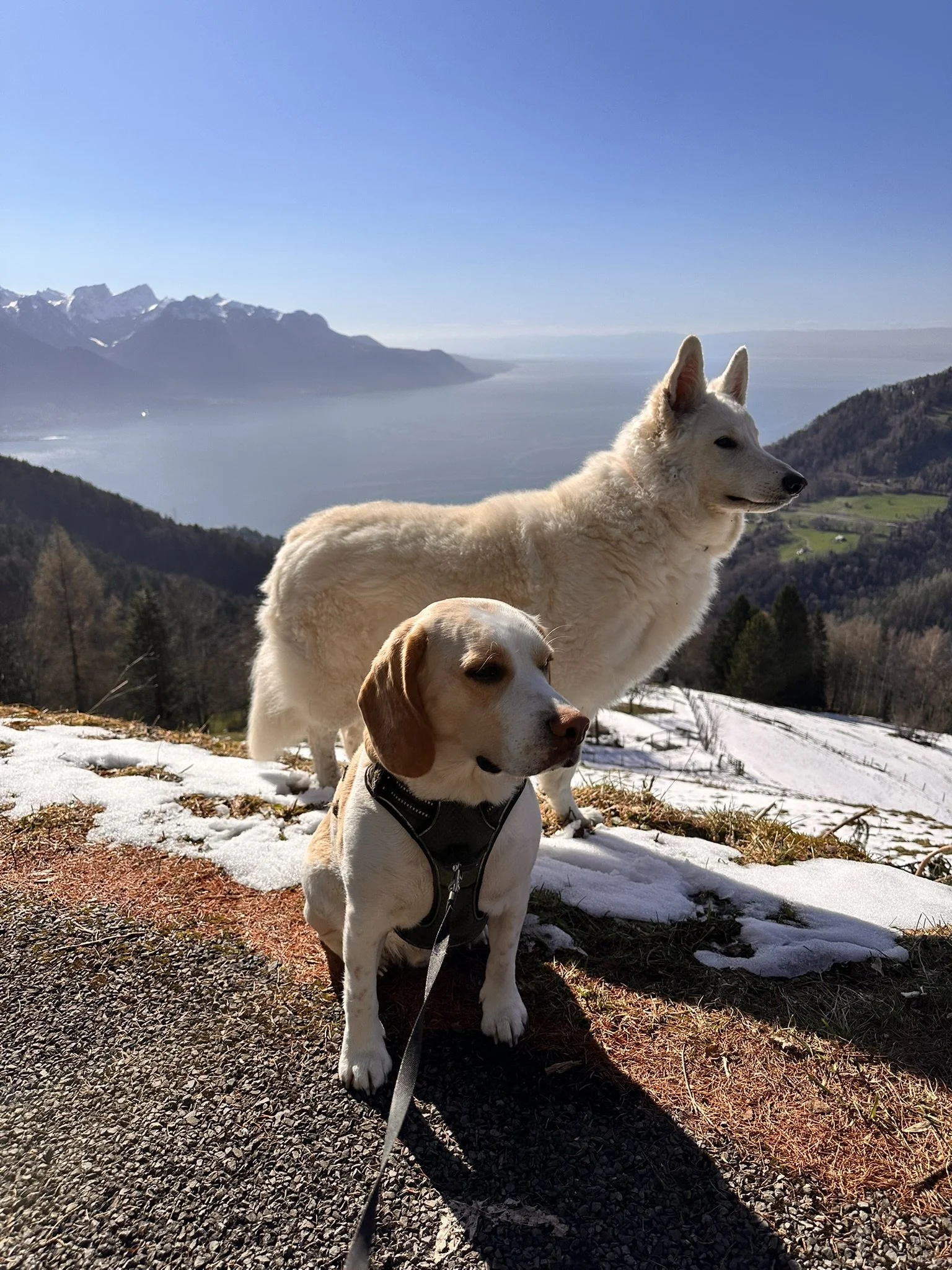 Deux chiens de chasse, dont un vieux berger blanc et un jeune beagle, en promenade en montagne avec vue sur un lac et des montagnes enneigées en arrière-plan.