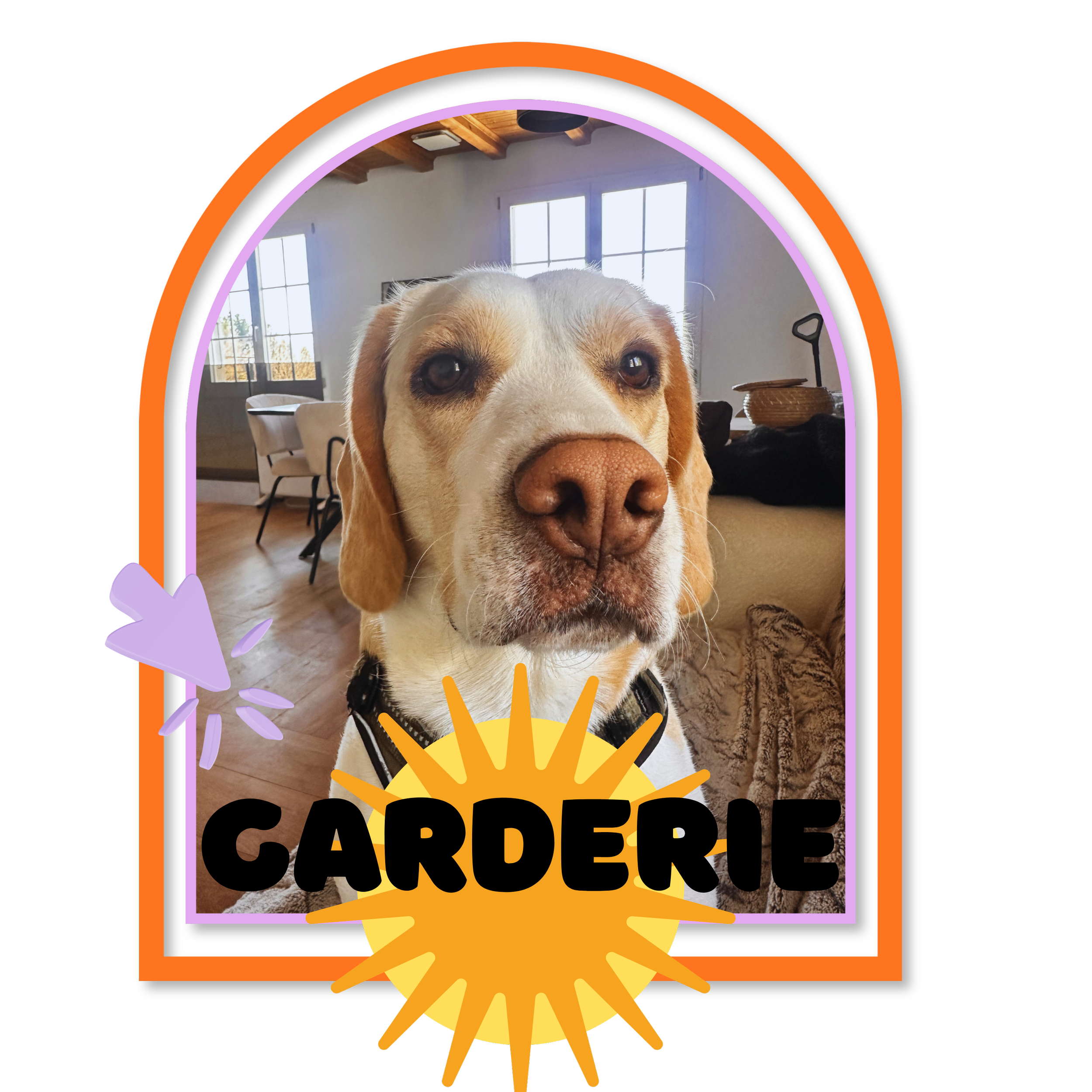 Garderie chien