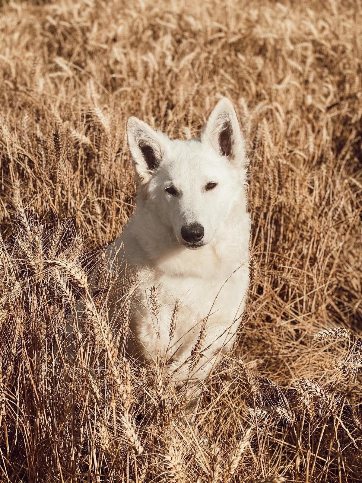 Pension chien berger blanc suisse