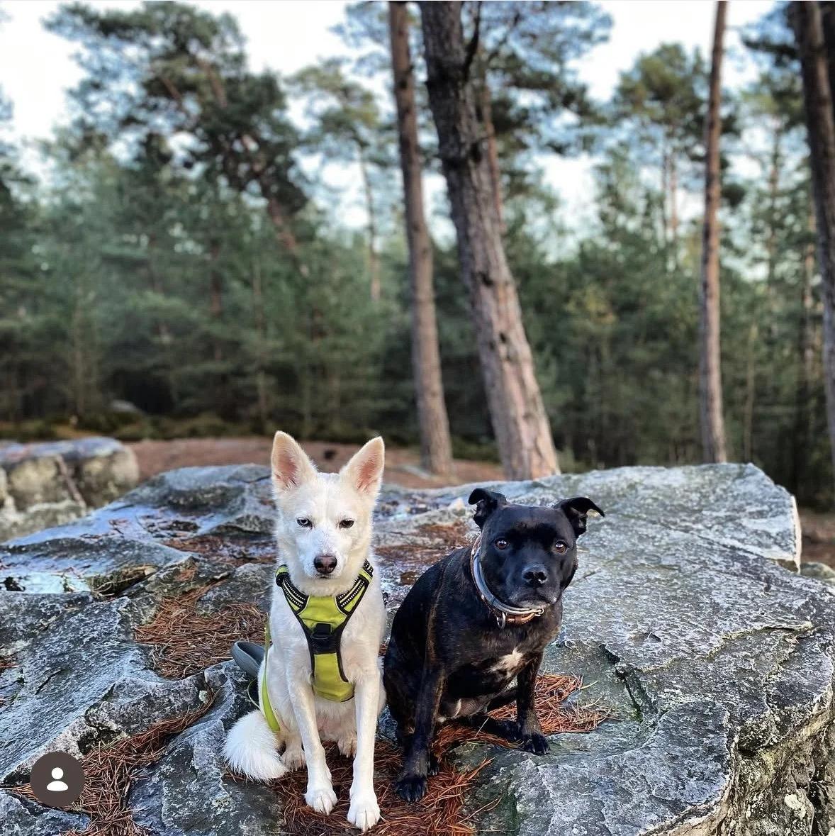 Deux chiens assis sur un rocher dans une forêt, l'un blanc avec un gilet jaune et l'autre noir avec taches brunes