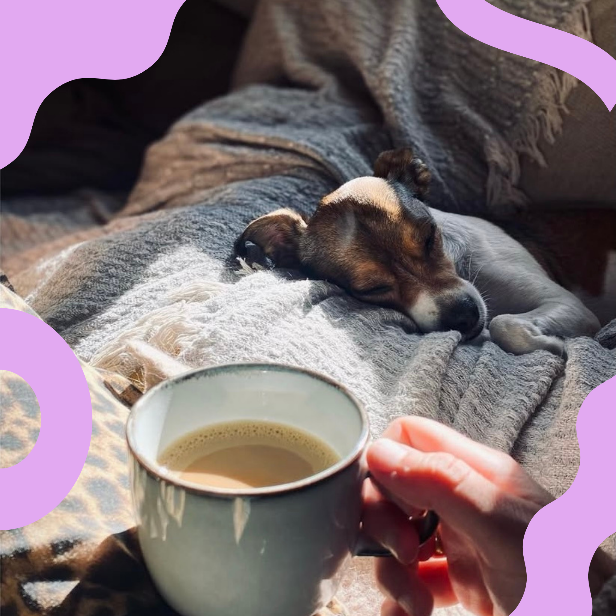 Un chien qui dort sur un canapé avec un chaudron de café dans le premier plan.