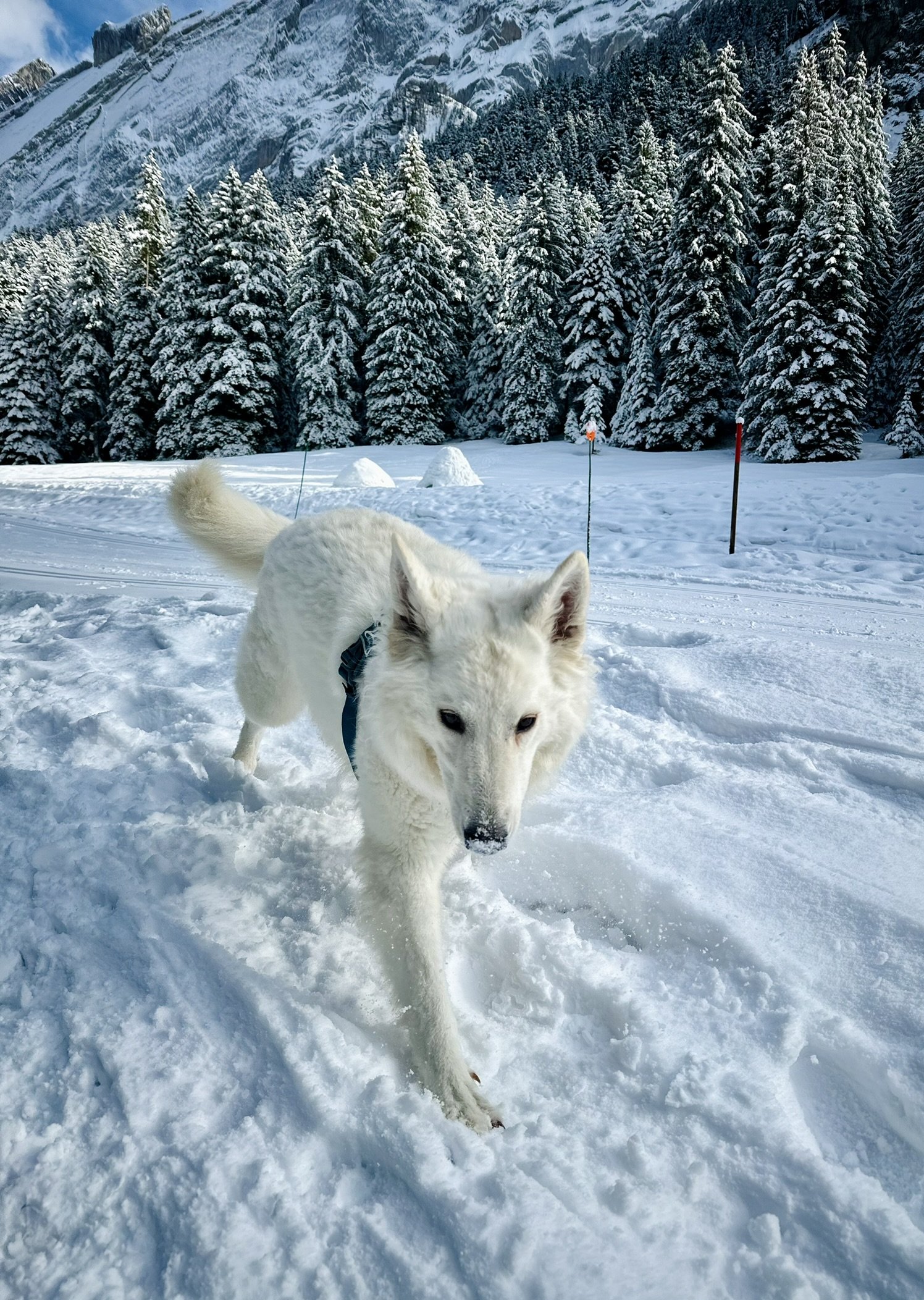 Un chien blanc en train de marcher dans la neige avec une forêt et des montagnes enneigées en arrière-plan.