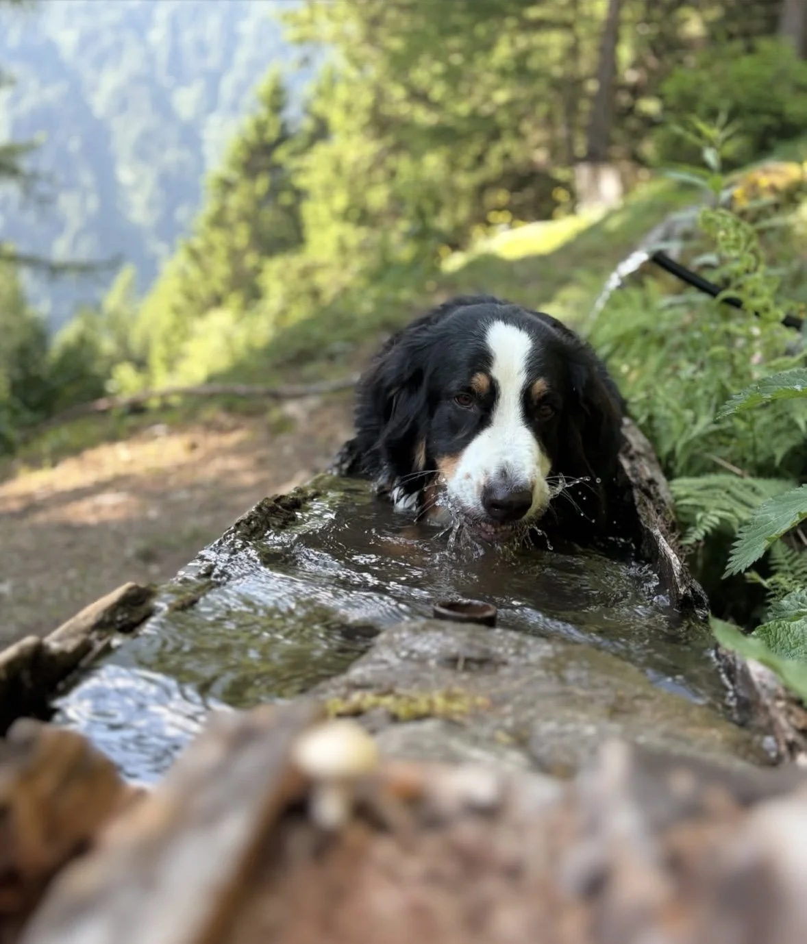 Chien berger suisse noir et blanc buvant de l'eau dans une forêt.