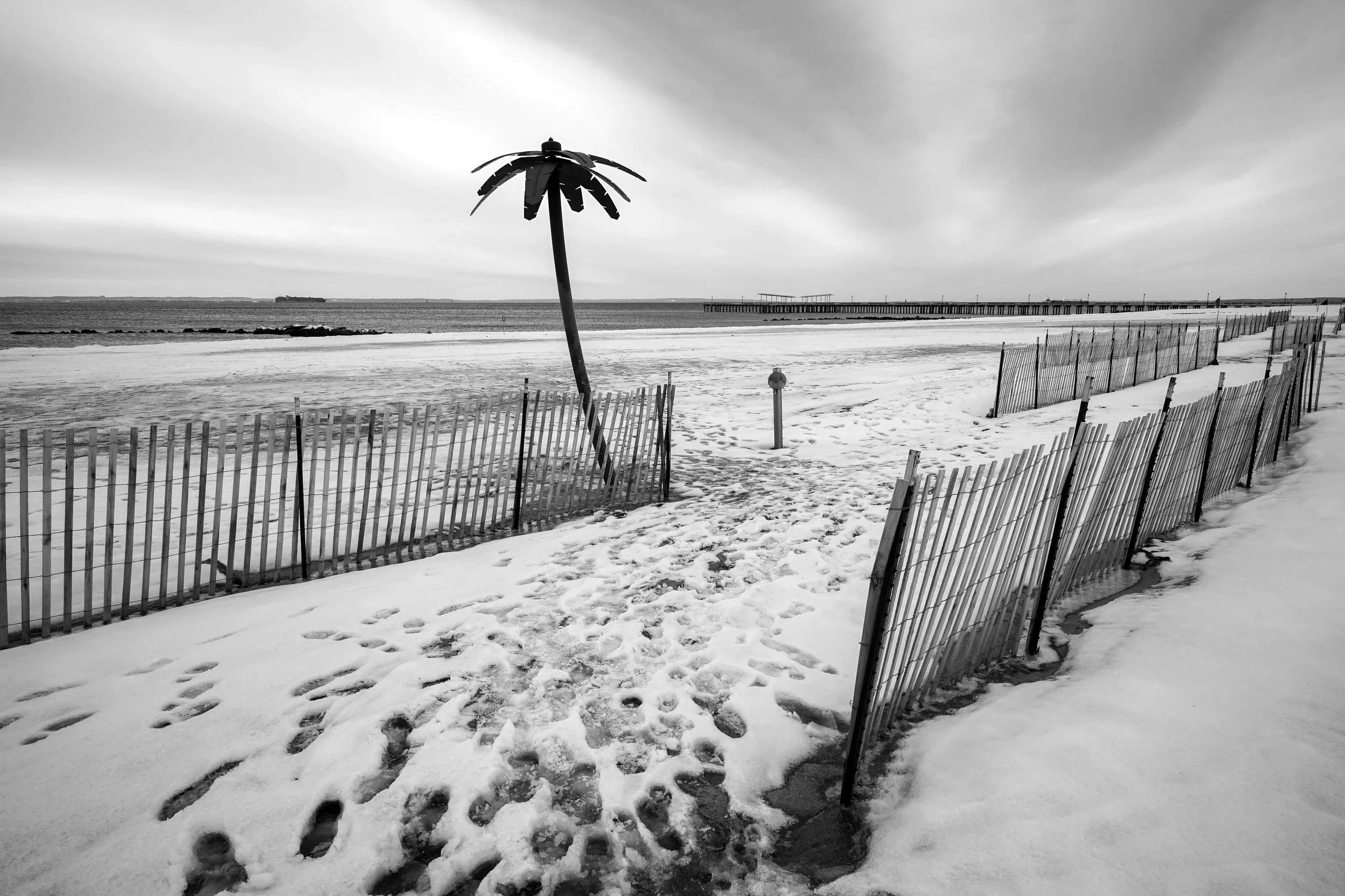 Palm+Tree+B%26W.jpg
