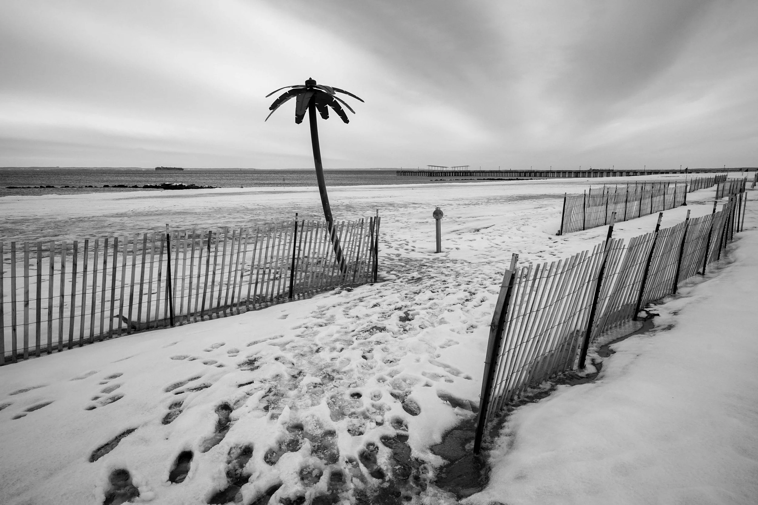 Palm Tree B&W.jpg