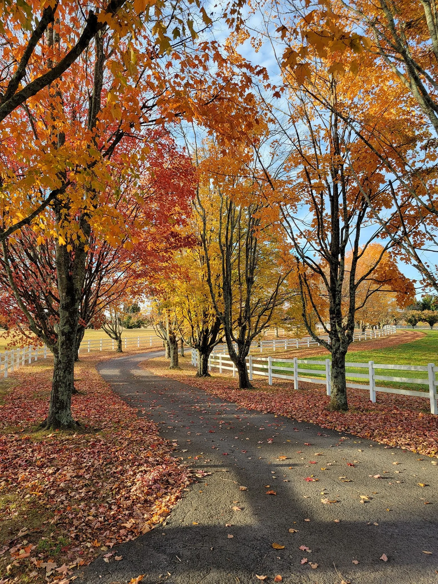 A winding paved path through a park lined with trees in vibrant autumn colors, with fallen leaves covering the ground and white fences along the sides.
