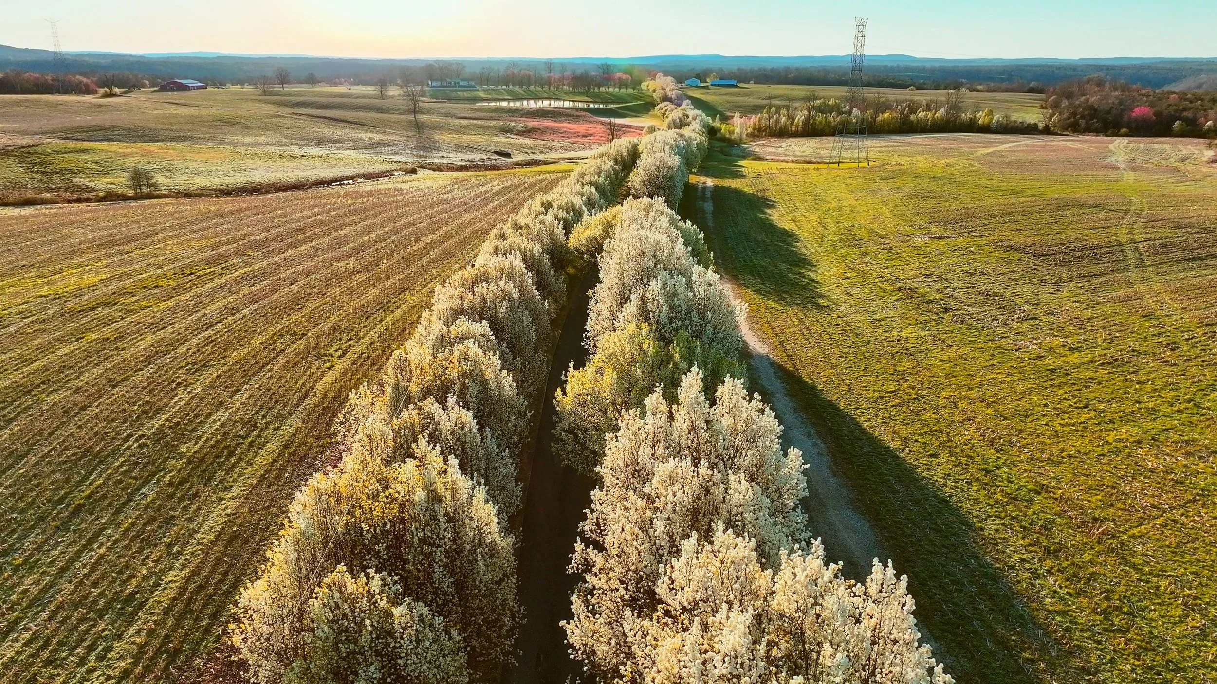 Aerial view of blooming trees lining a dirt road through farmland during spring.