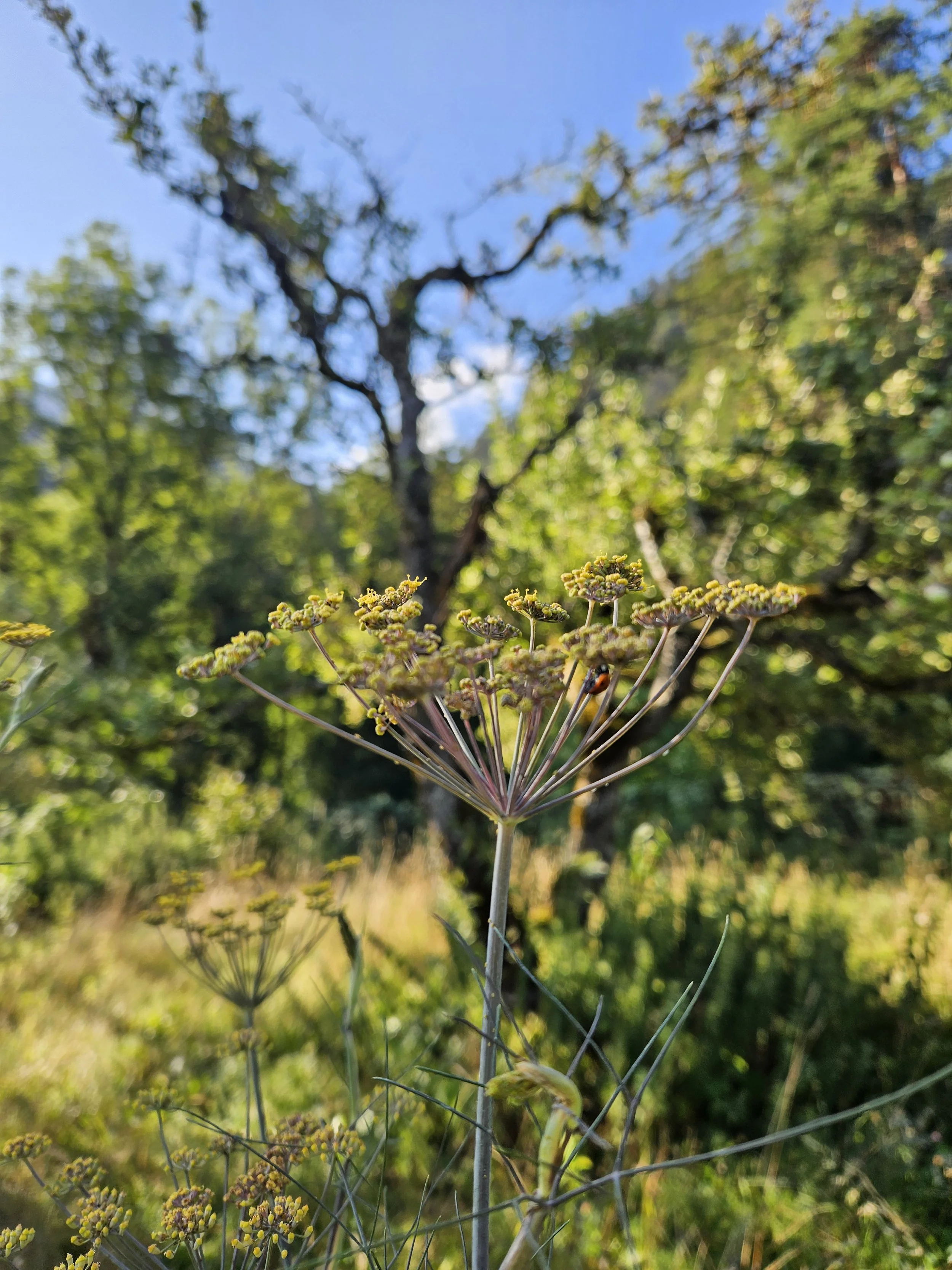 Gewürzfenchel, Marienkäfer, Teemischung, Achtsamkeit