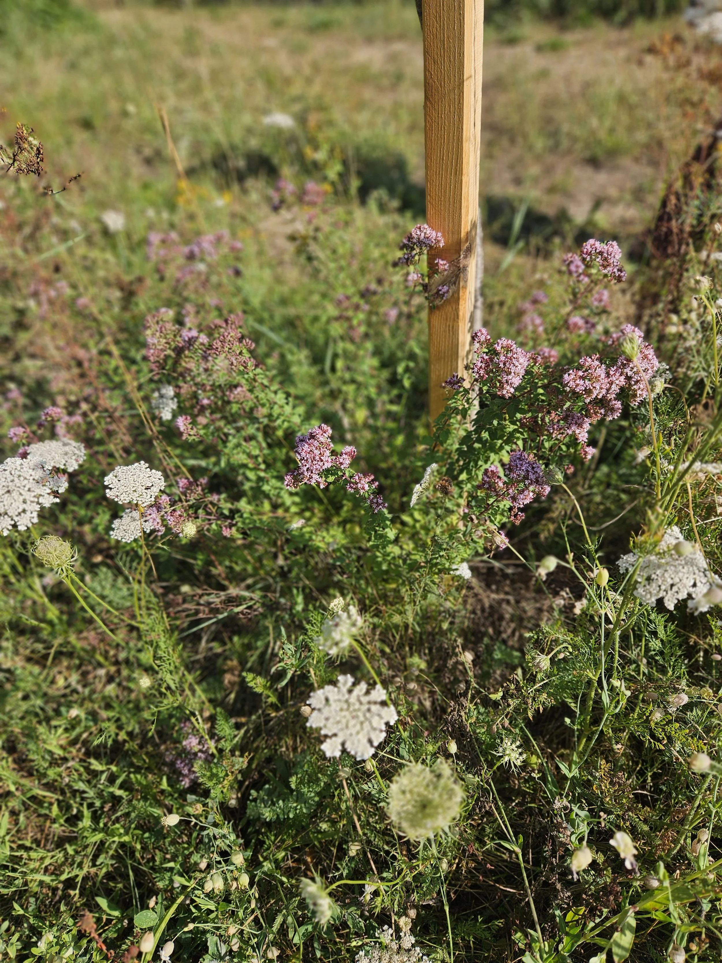 Wildkräuter, Dost, Teemischung, Mindful Growing