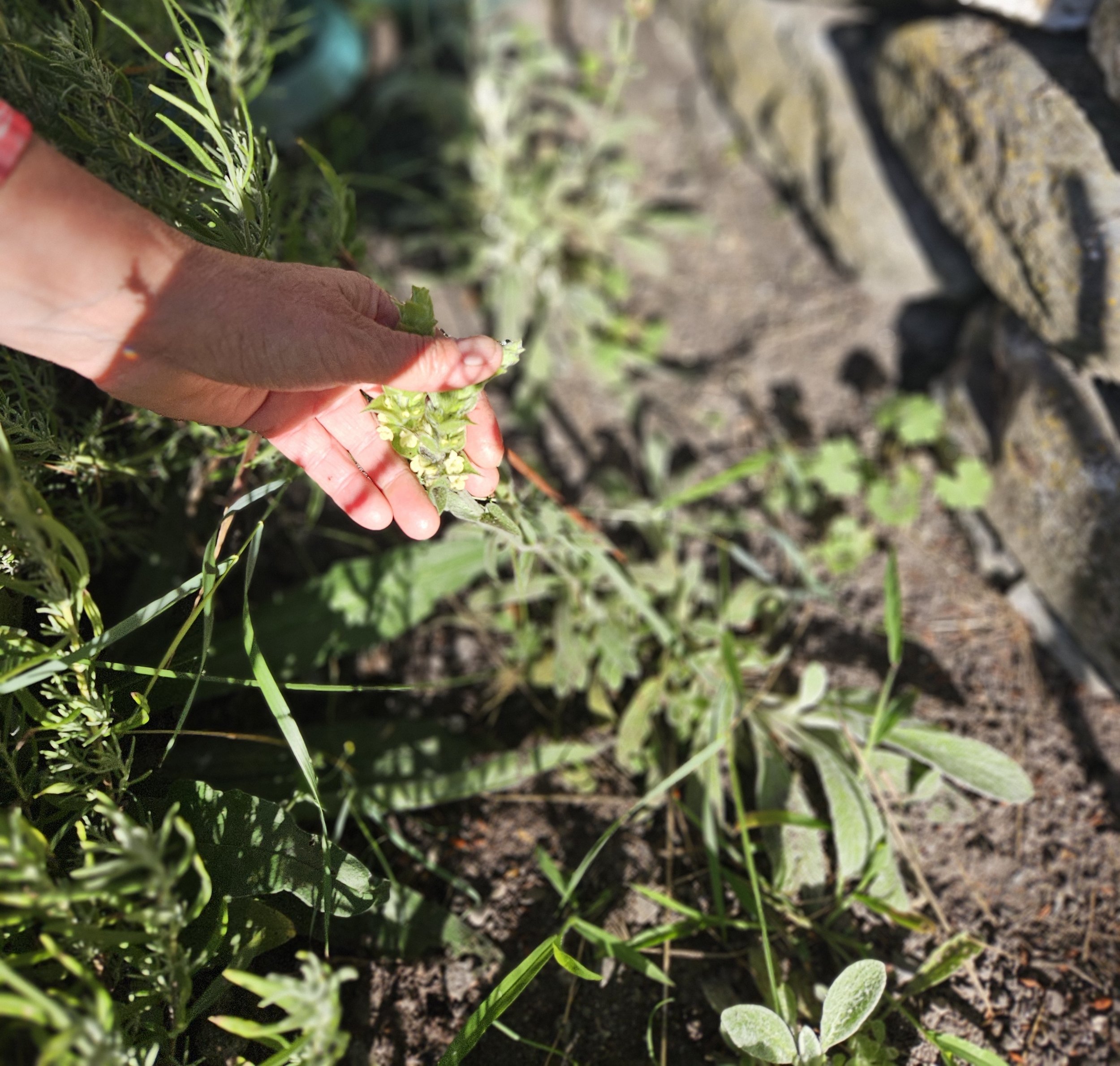 Griechischer Bergtee, Wildkräuter, Teemischung, Mindful Growing
