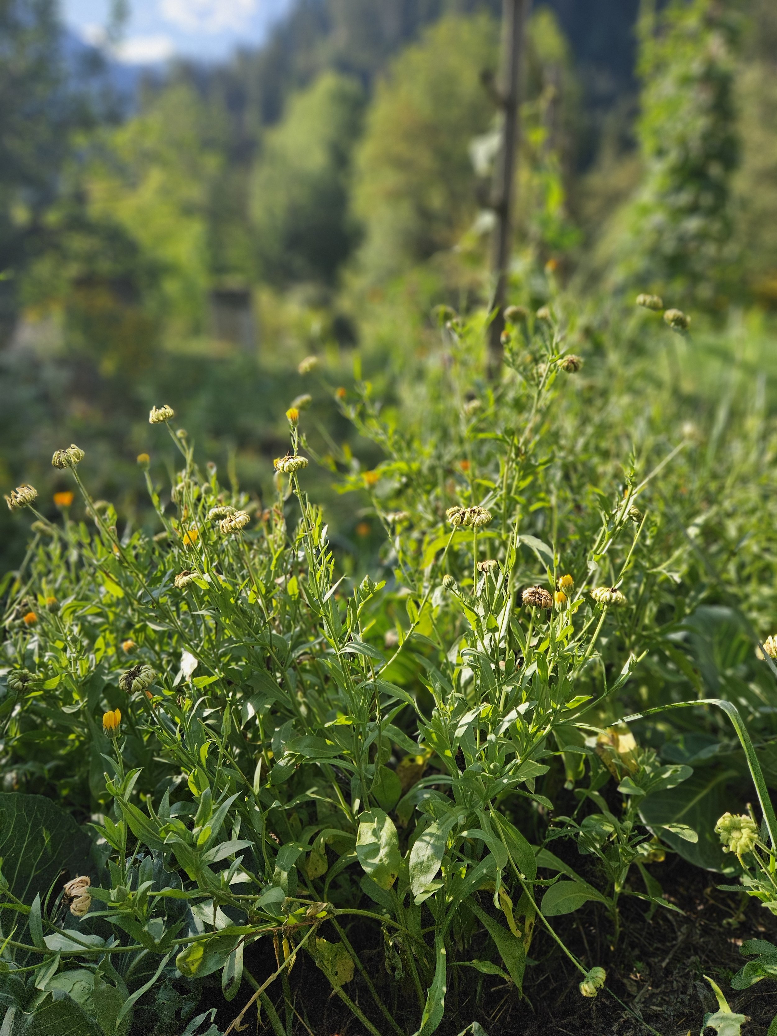 Ringelblume, Markenblume, gelb, Nollagarten