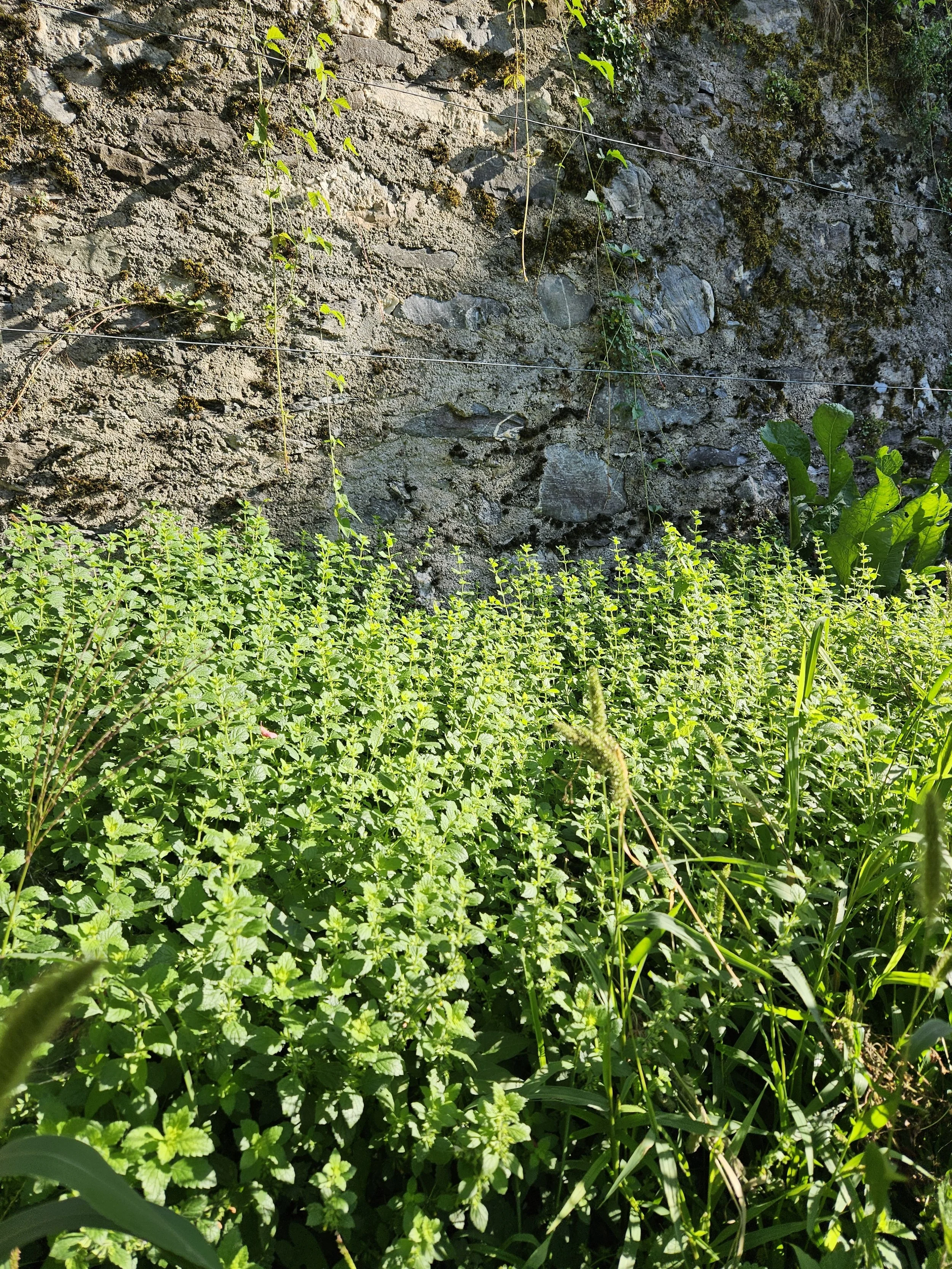 Goldmelisse, beruhigend, Nollagarten