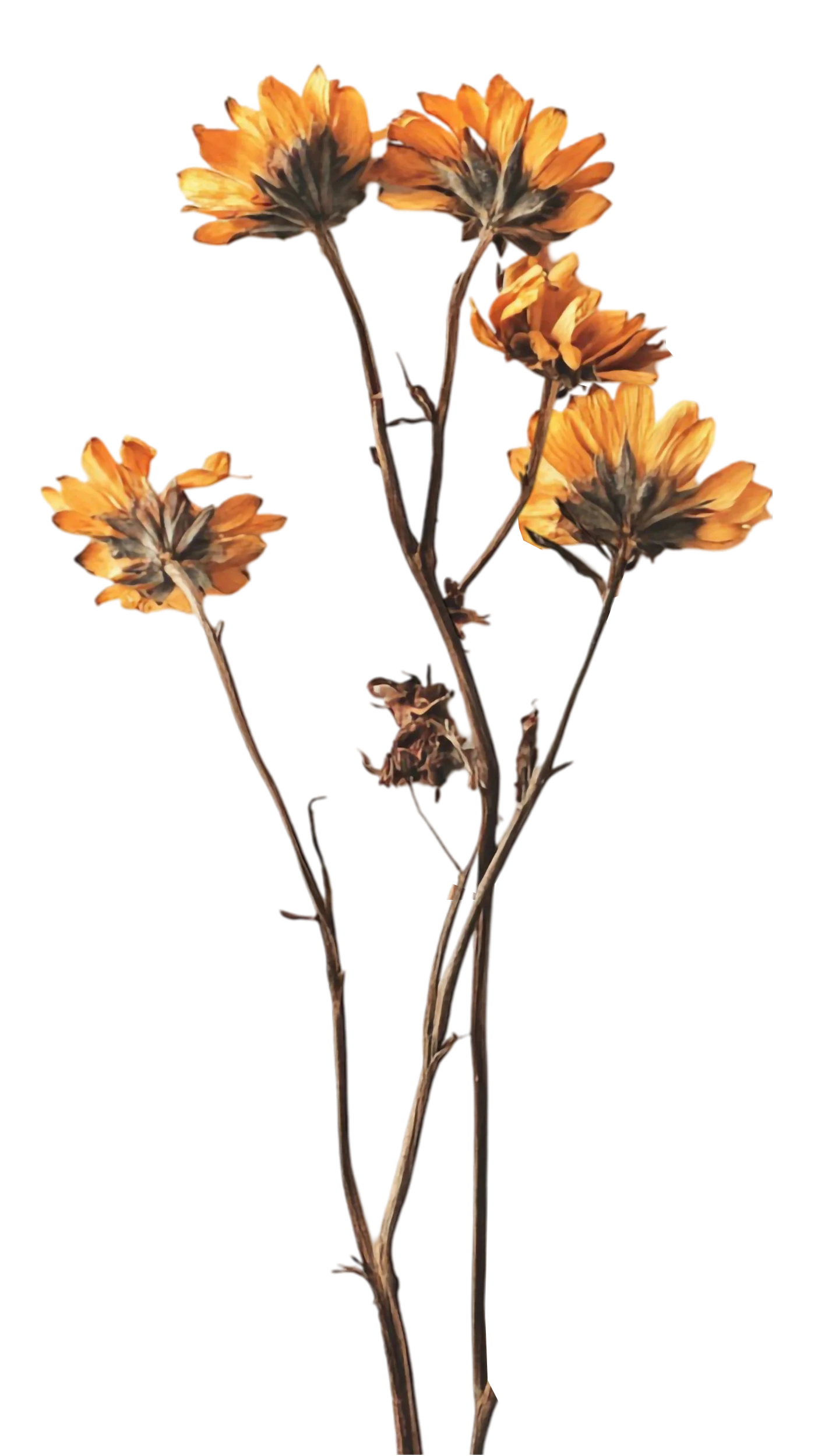 Verwelkte Ringelblumen ohne Blätter