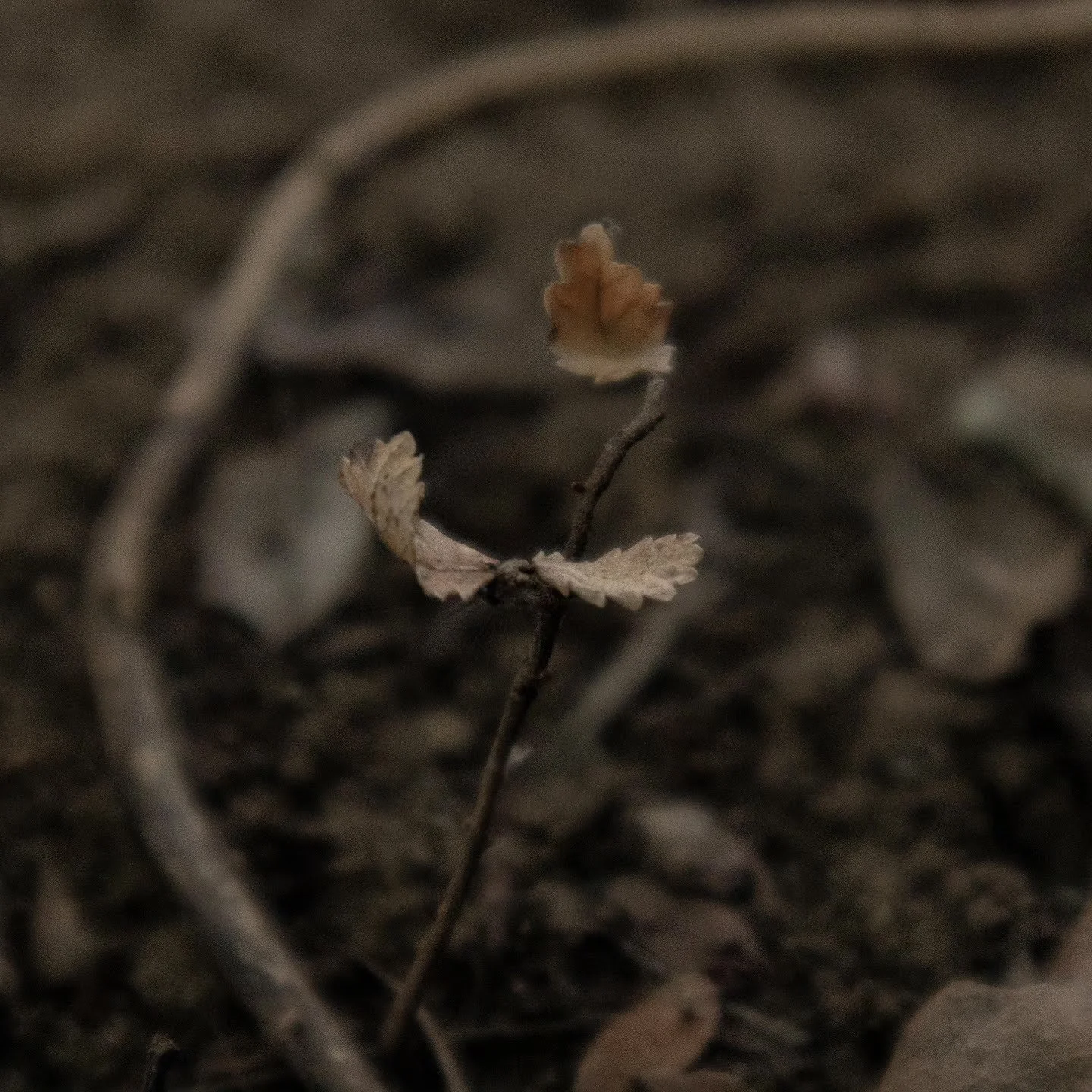 Arms Wide Open,
Kathryn Guy, Digital Photography, 30cm by 30cm, 2024​