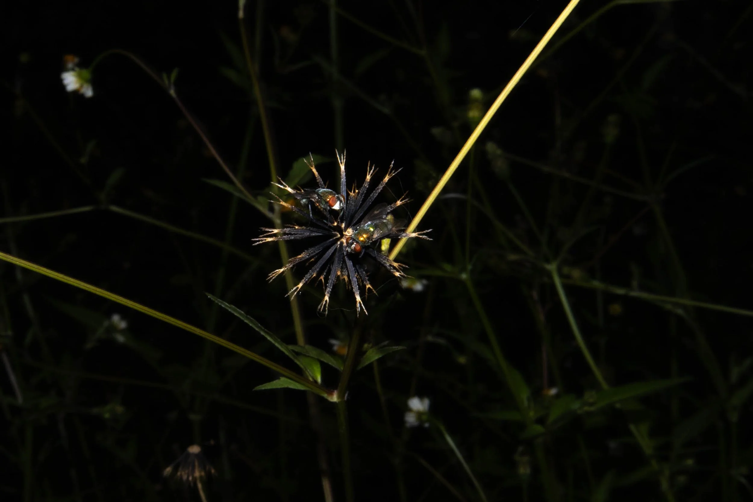 Fly By,
Work three of five in the Right Under My Noise Series, Kathryn Guy, Digital Photography, 30cm by 40cm, 2024​





 