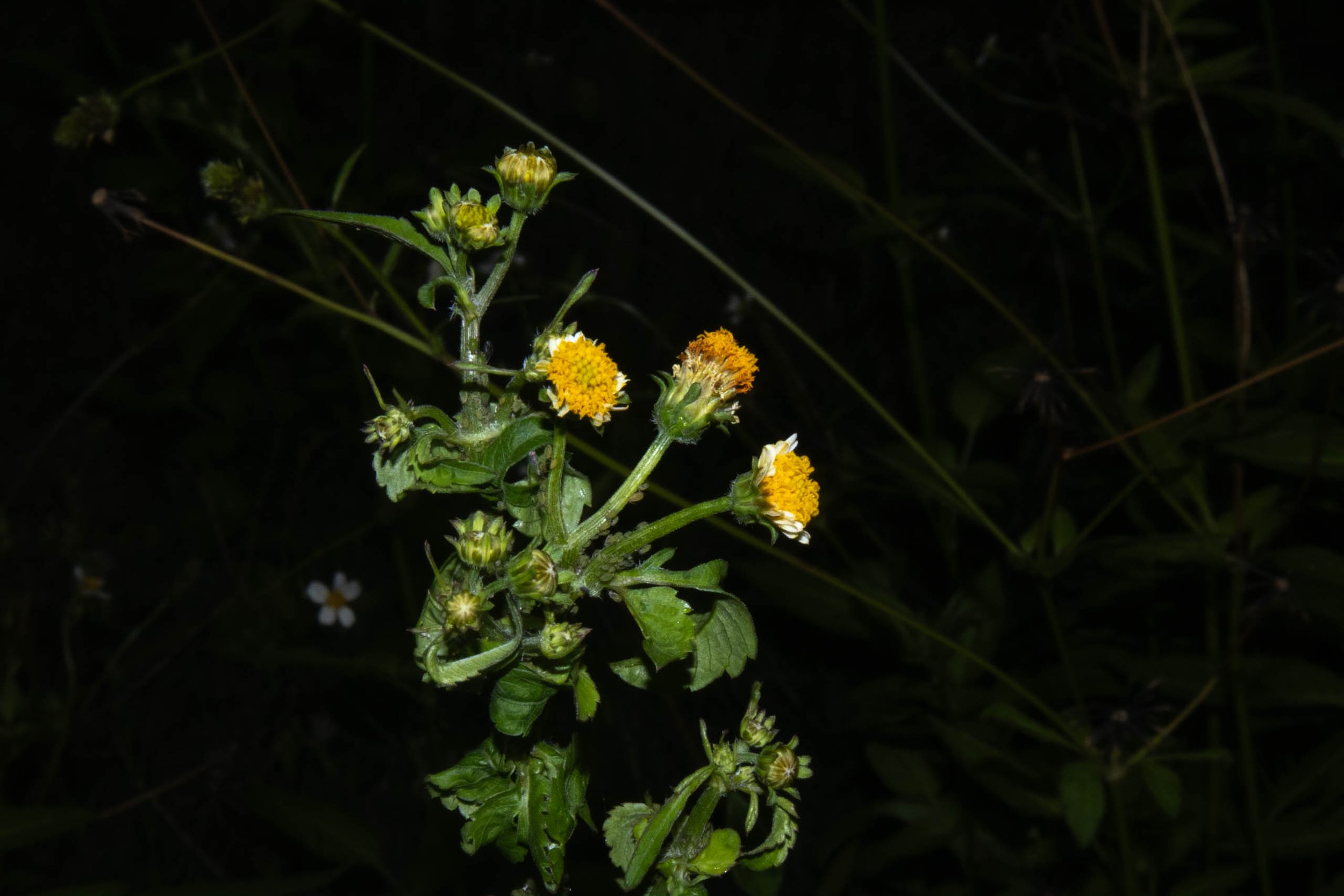 Sunshine Flowers​,
Work four of five in the Right Under My Noise Series, Kathryn Guy, Digital Photography, 30cm by 40cm, 2024​





