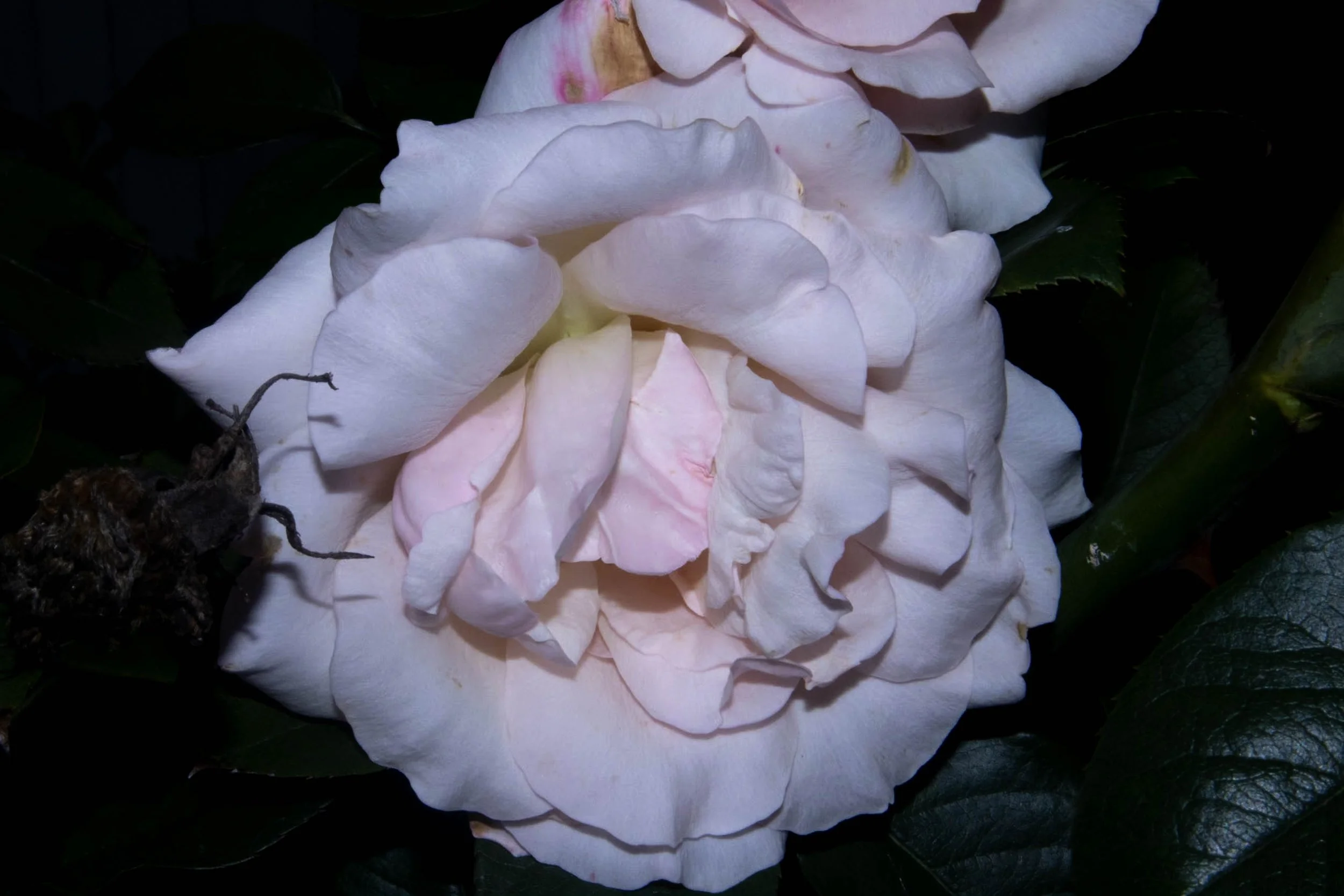 Red Roses,
Work two of five in the Right Under My Noise Series, Kathryn Guy, Digital Photography​, 30cm by 40cm, 2024​





