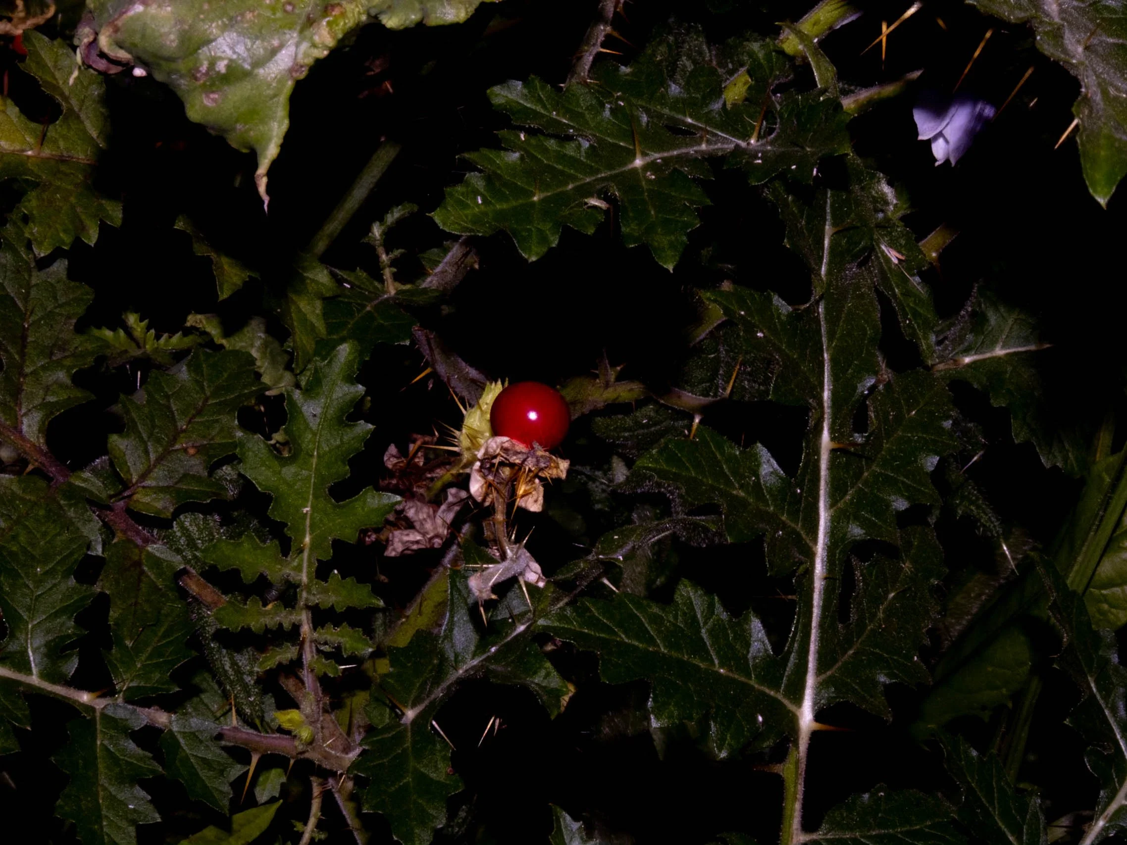 Adams Apple,
Work five of five in the Right Under My Noise Series, Kathryn Guy, Digital Photography, 30cm by 40cm, 2024​





