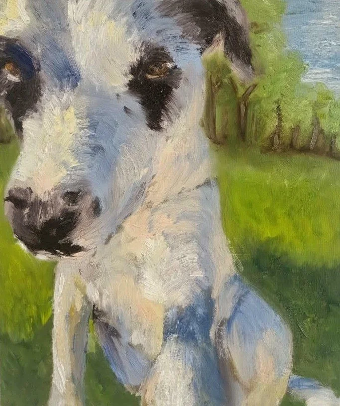 Buddy,
Kathryn Guy, Oil paint, 50cm by 40cm, 2024,
Sold 