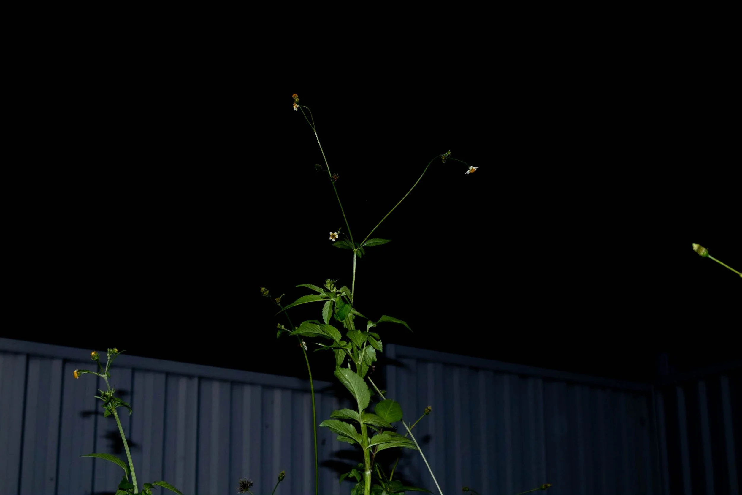 Looming​ Weeds,
Work one of five in the Right Under My Noise Series, 
Kathryn Guy​, Digital Photography, ​30cm by 40cm, 2024​







